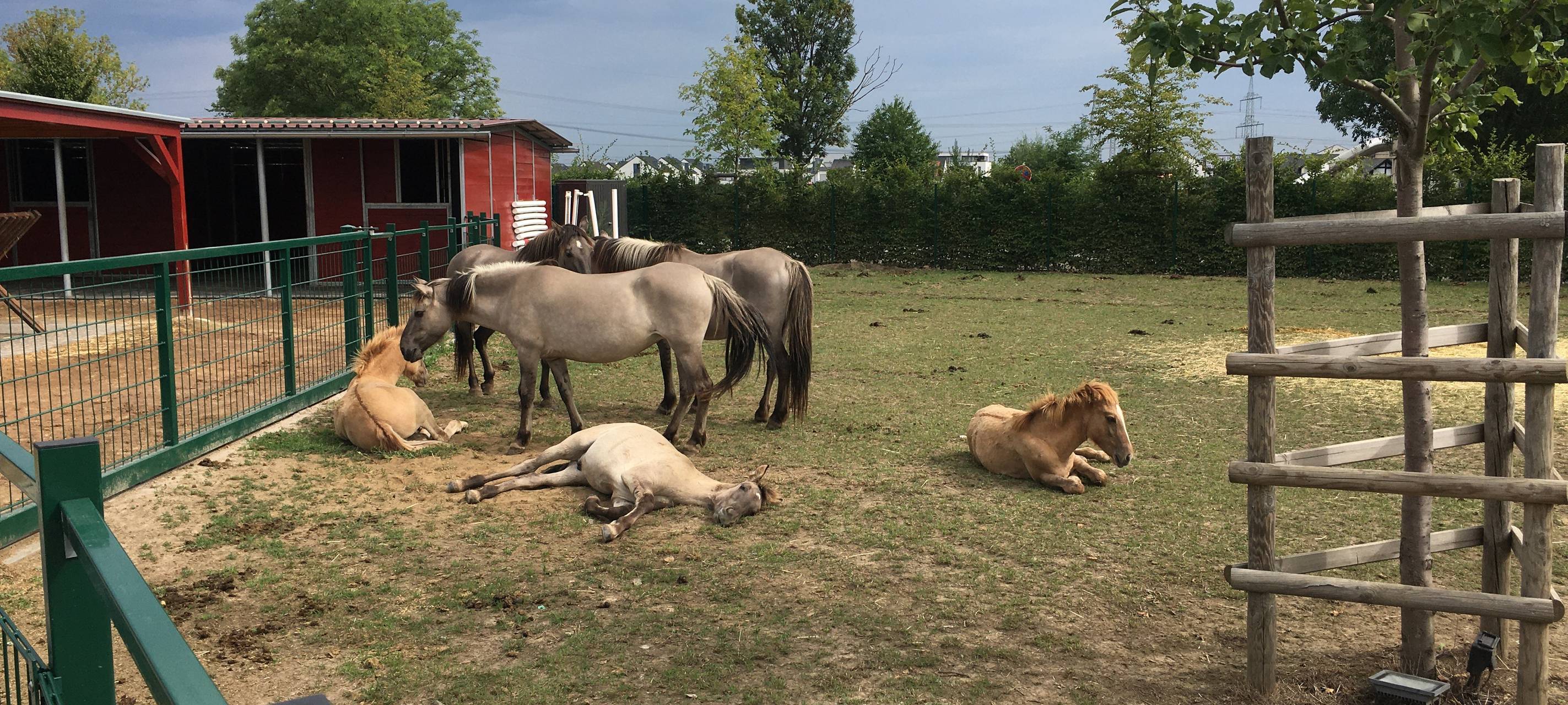 Hürth: Wildpferde brauchen neues Heim