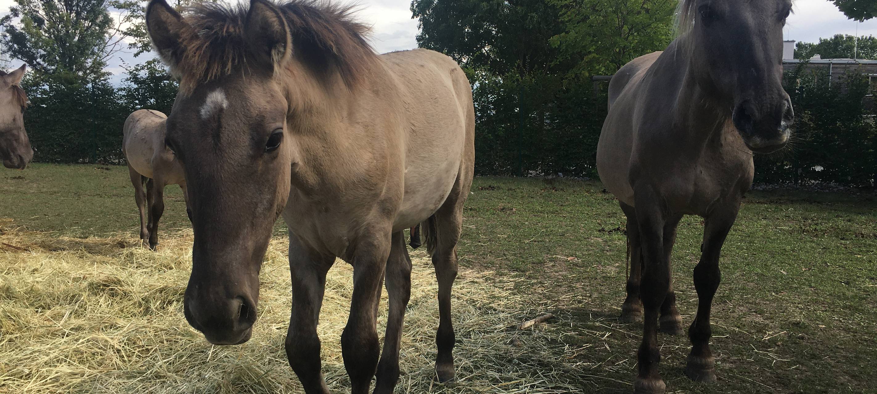 Hürth: Wildpferde brauchen neues Heim
