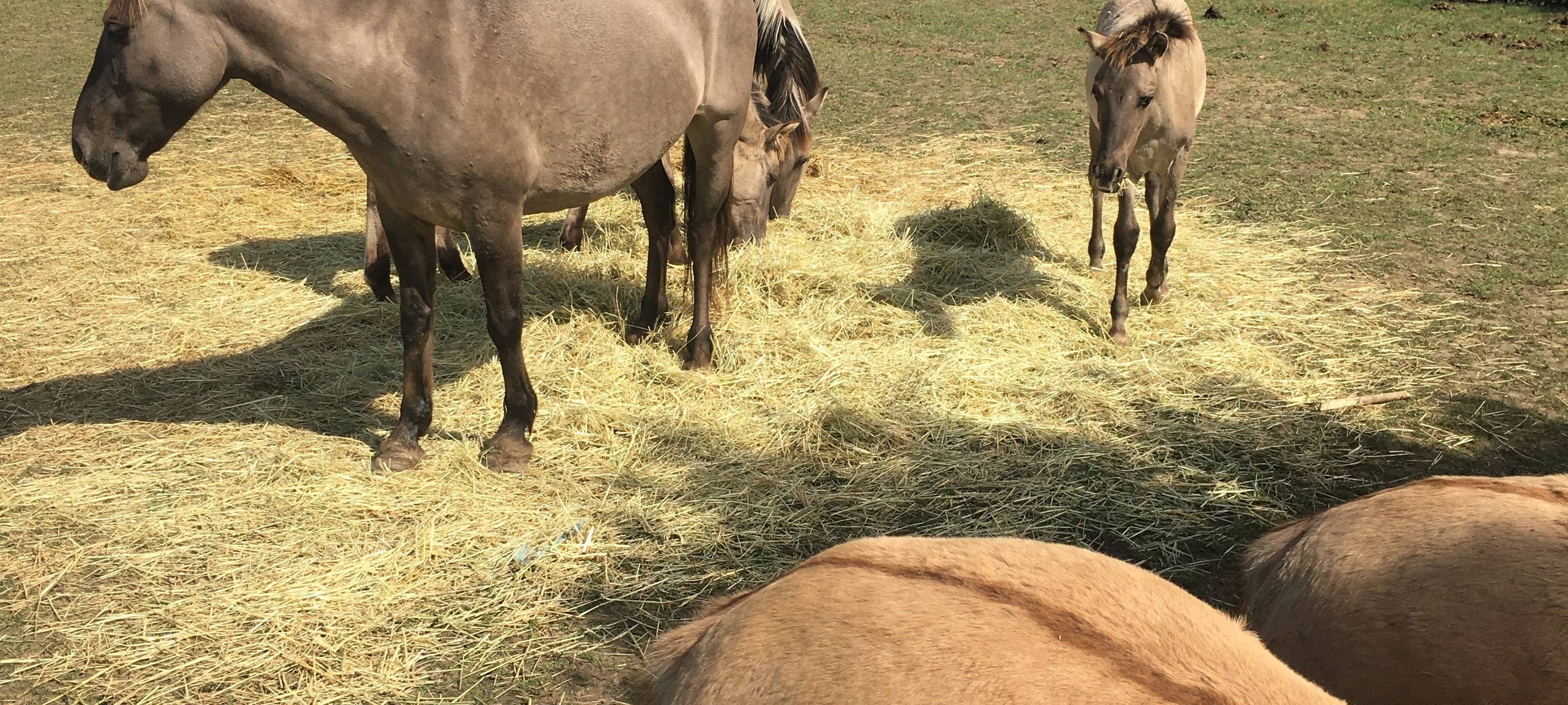 Hürth: Wildpferde brauchen neues Heim