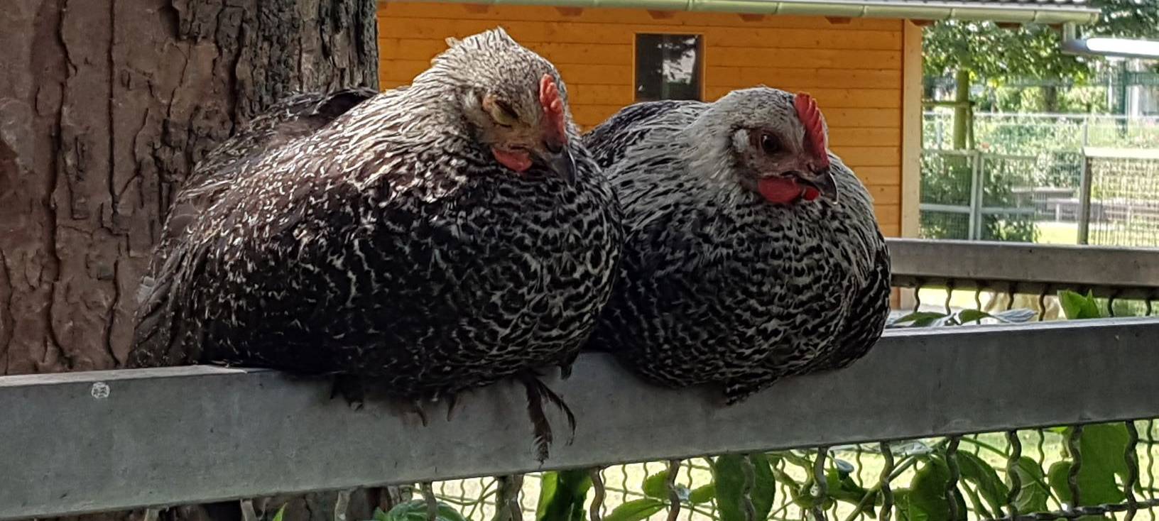 Bergheim: Tierpark nach Geflügelpest wieder auf