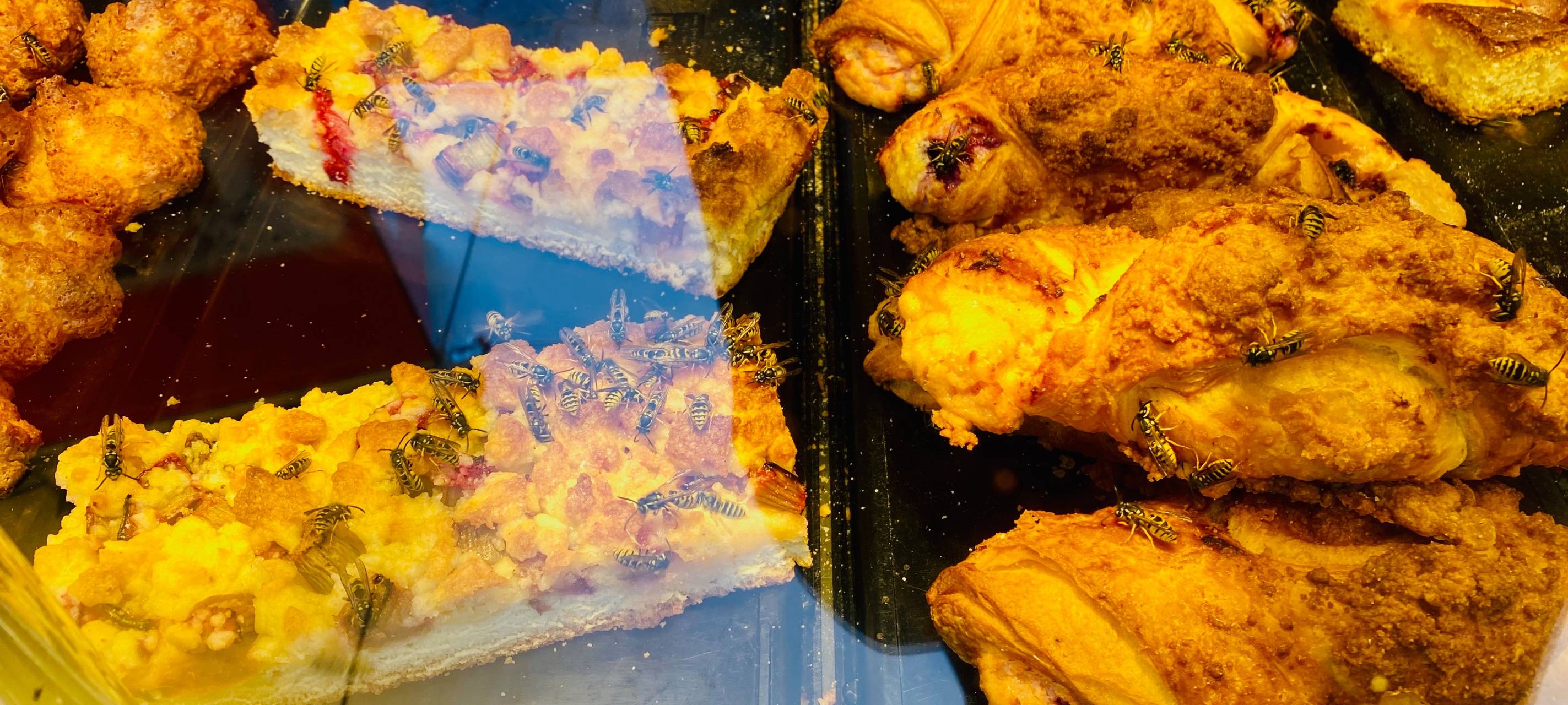 Rhein-Erft: Wespen lieben Zuckerguss - Bäckereien reagieren