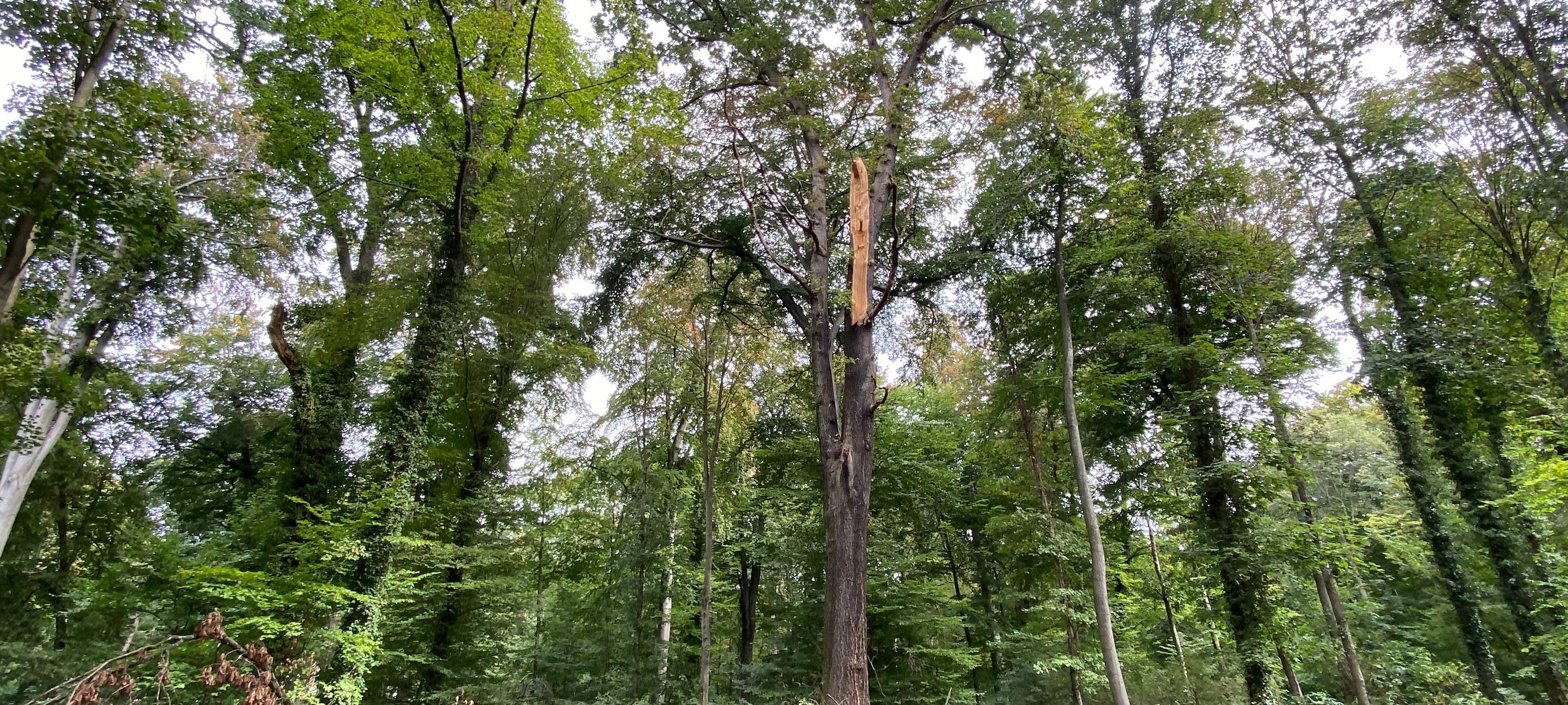 Brühl: Schnittarbeiten im Schlosspark beginnen