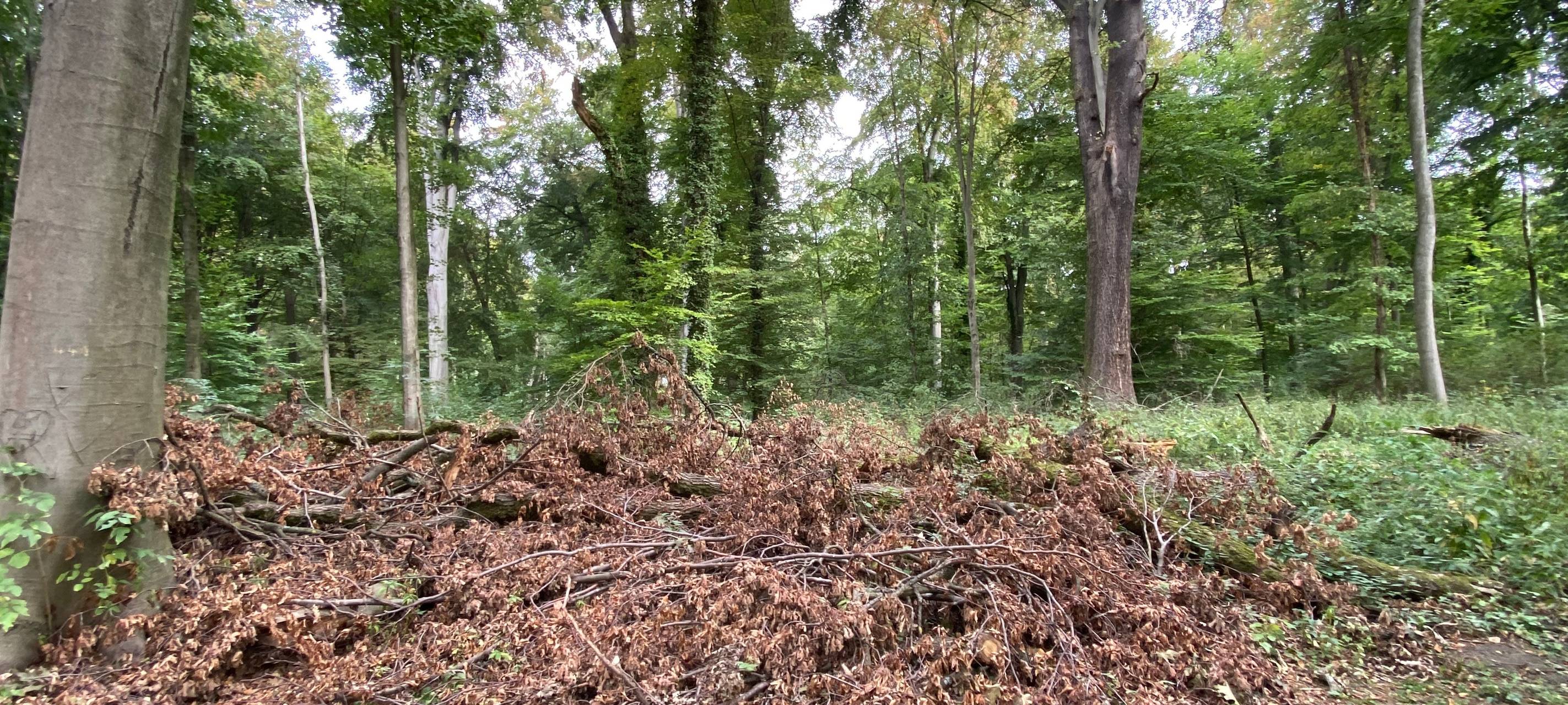 Brühl: Schnittarbeiten im Schlosspark beginnen