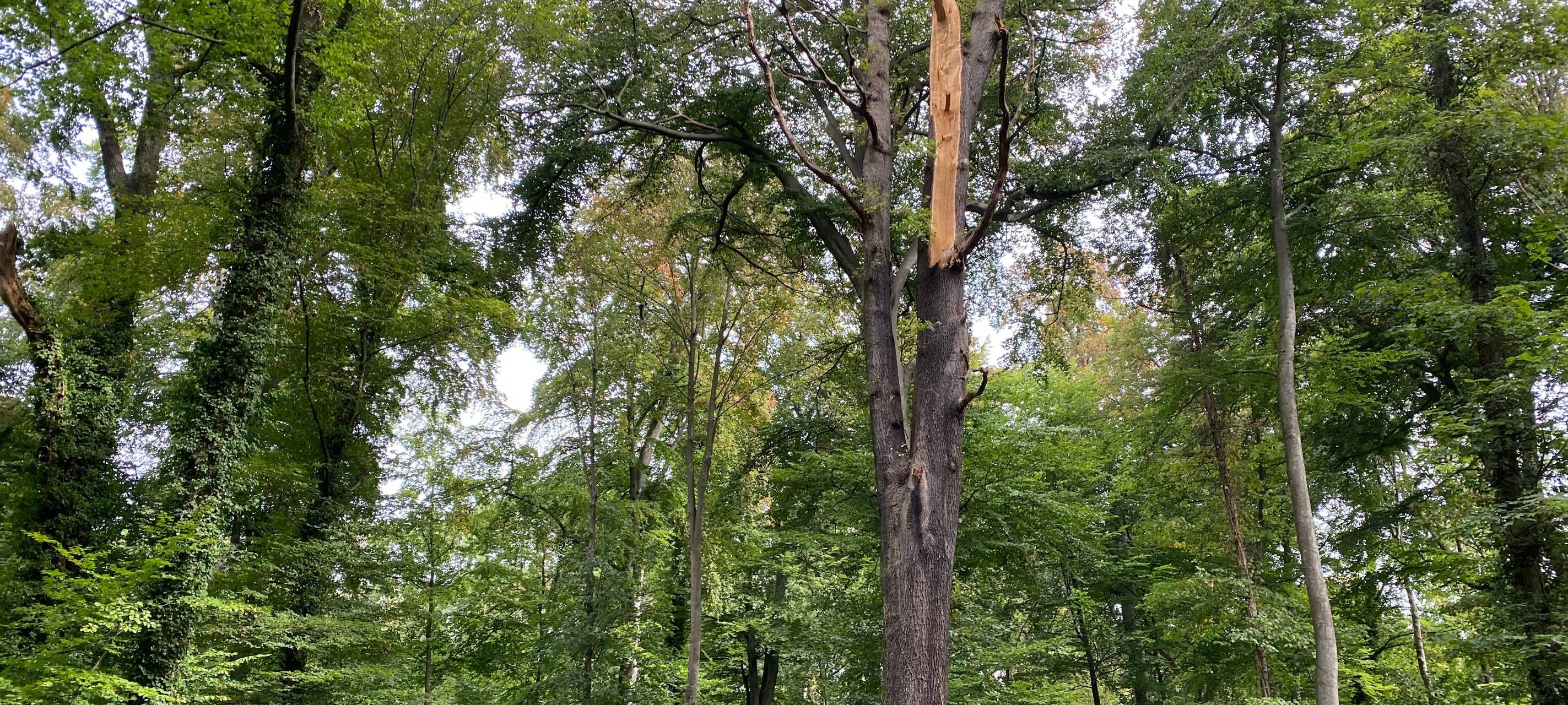 Brühl: Schnittarbeiten im Schlosspark beginnen