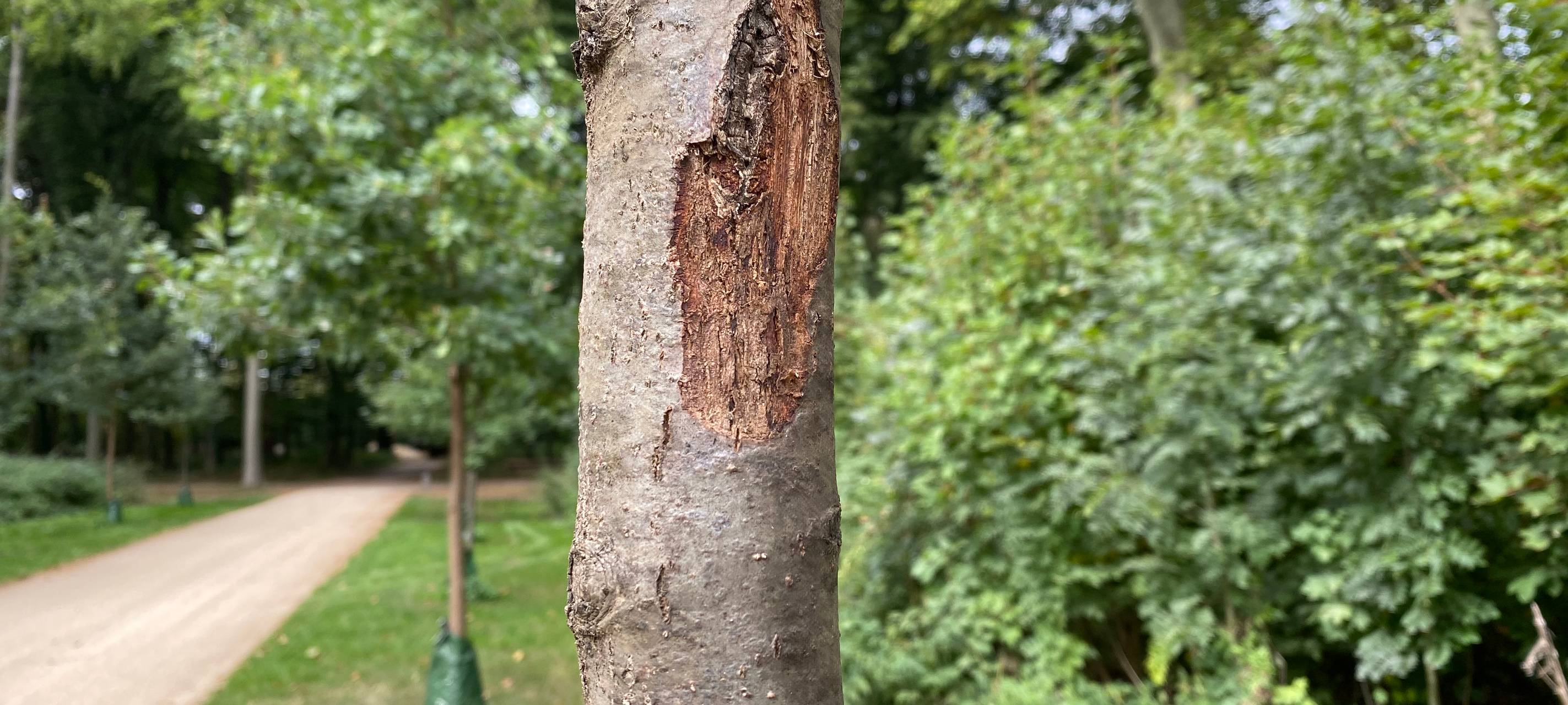 Brühl: Schnittarbeiten im Schlosspark beginnen