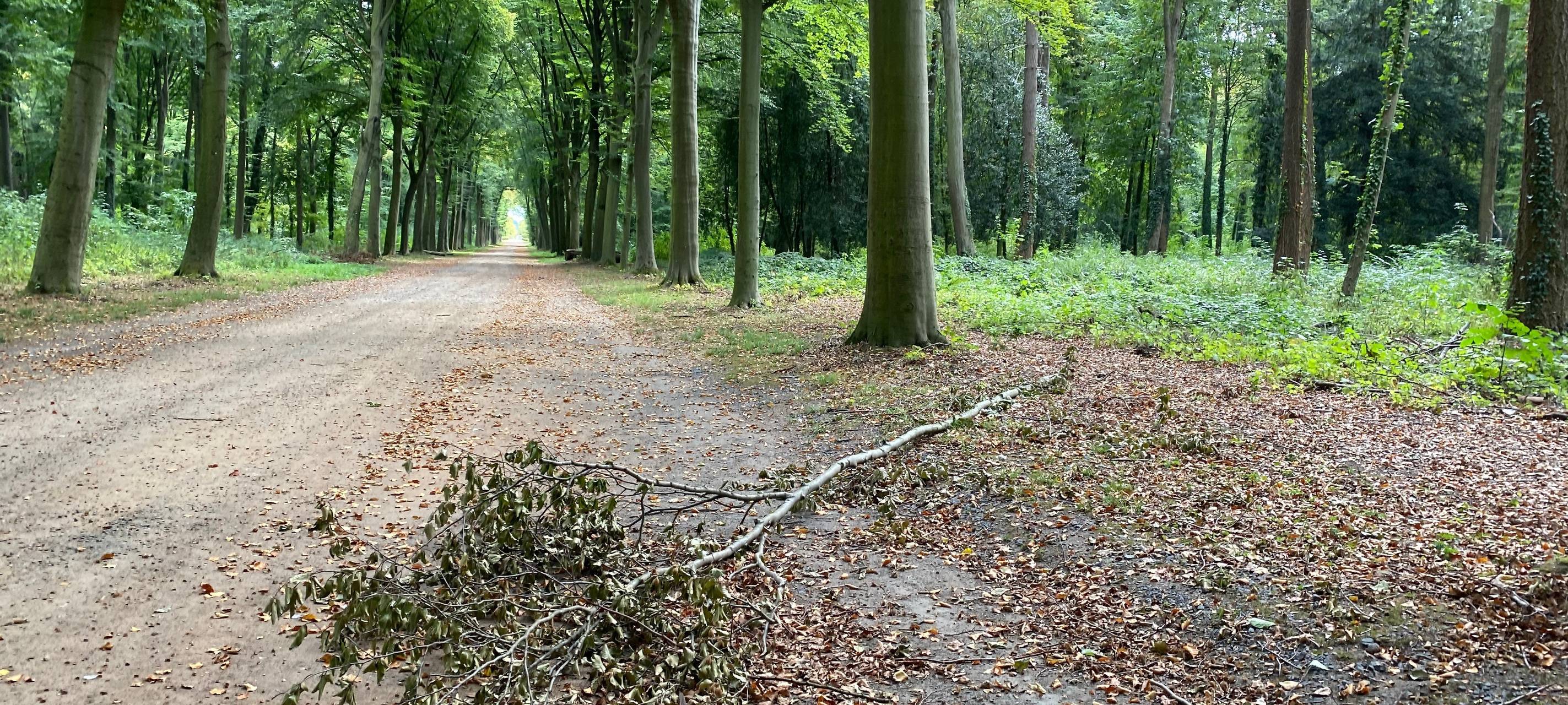Brühl: Schnittarbeiten im Schlosspark beginnen