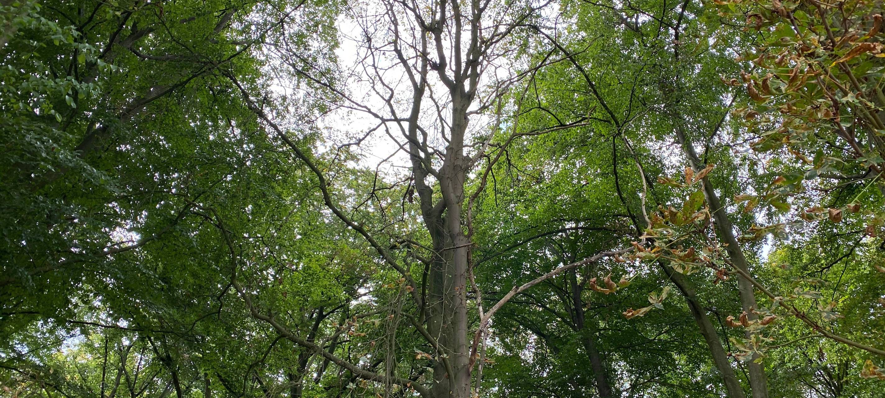 Brühl: Schnittarbeiten im Schlosspark beginnen