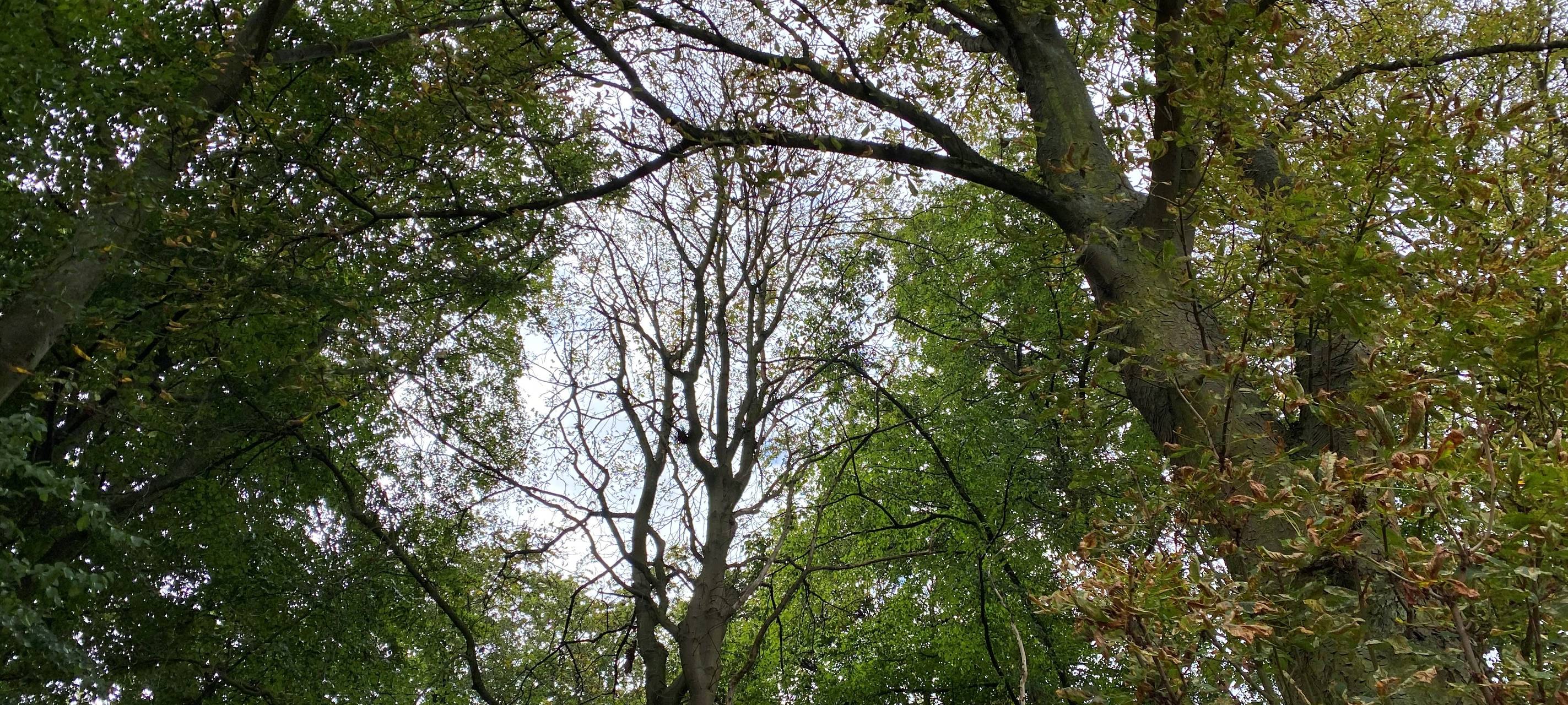 Brühl: Schnittarbeiten im Schlosspark beginnen