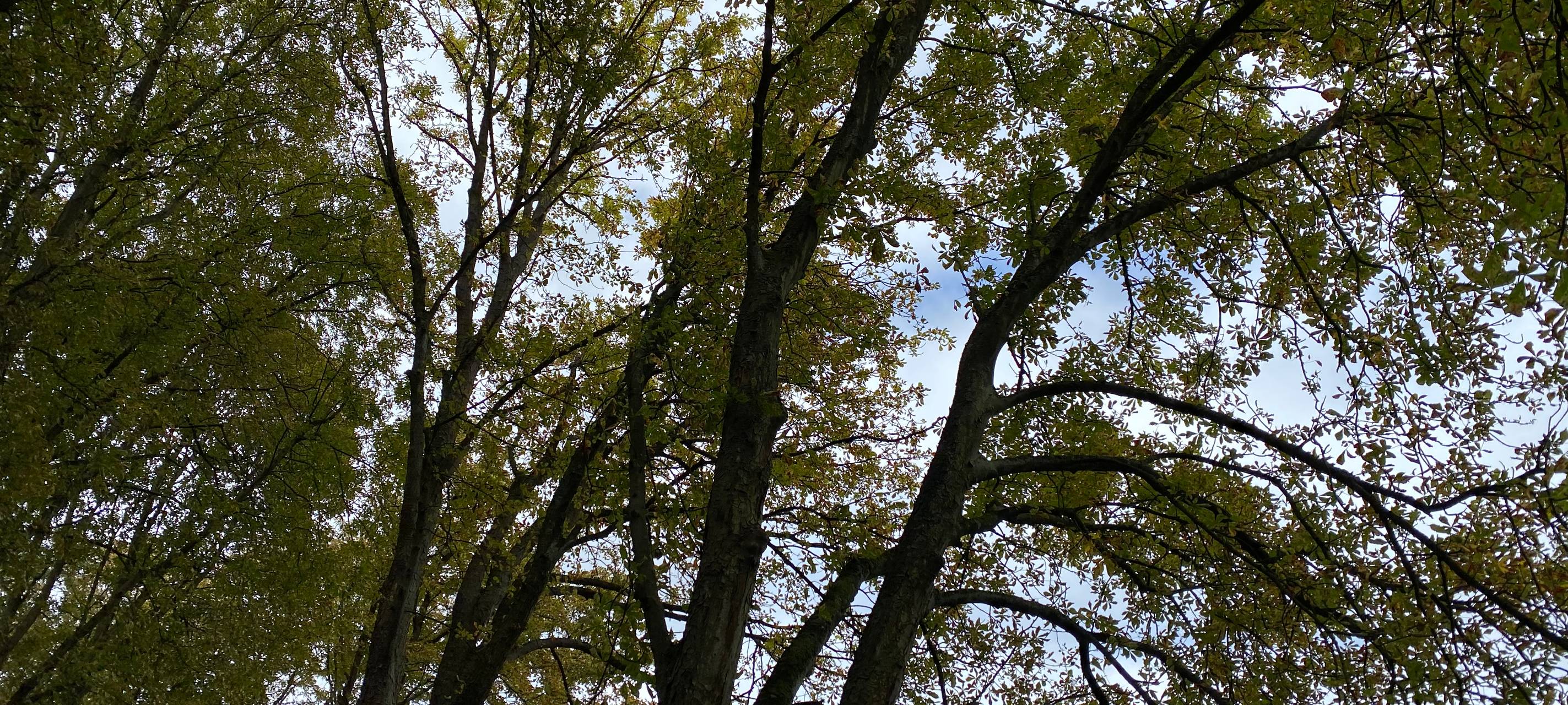 Brühl: Schnittarbeiten im Schlosspark beginnen