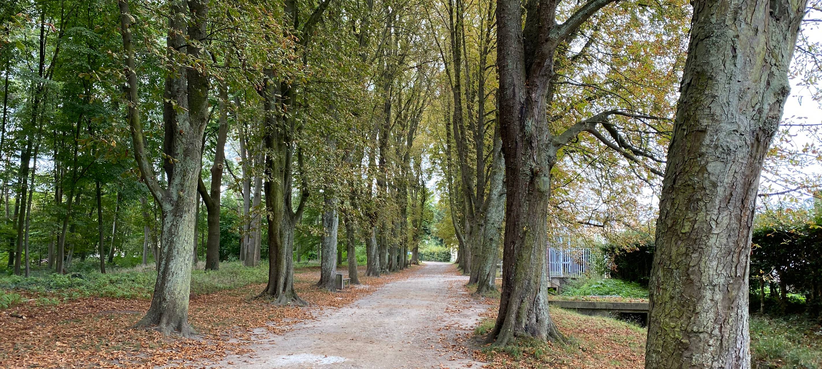 Brühl: Schnittarbeiten im Schlosspark beginnen
