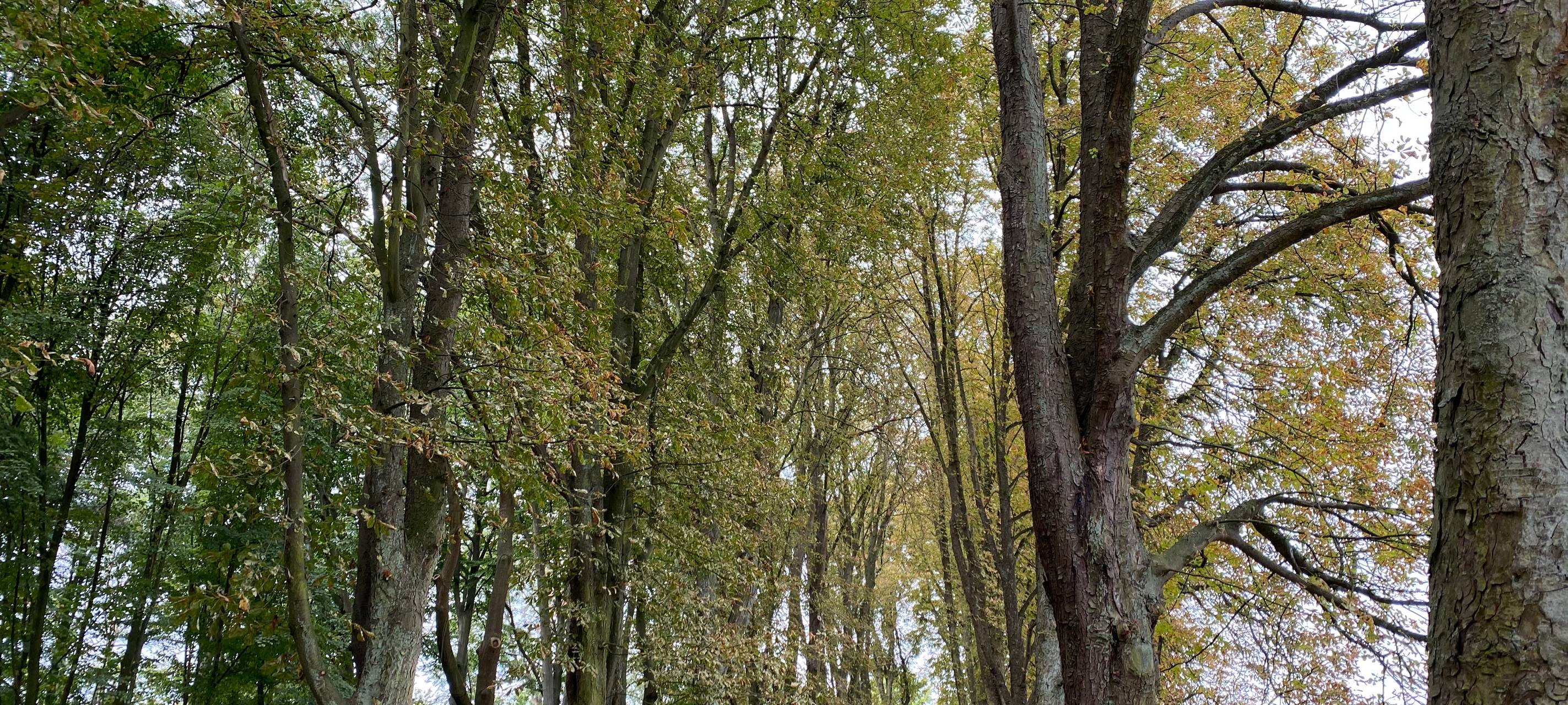 Brühl: Schnittarbeiten im Schlosspark beginnen