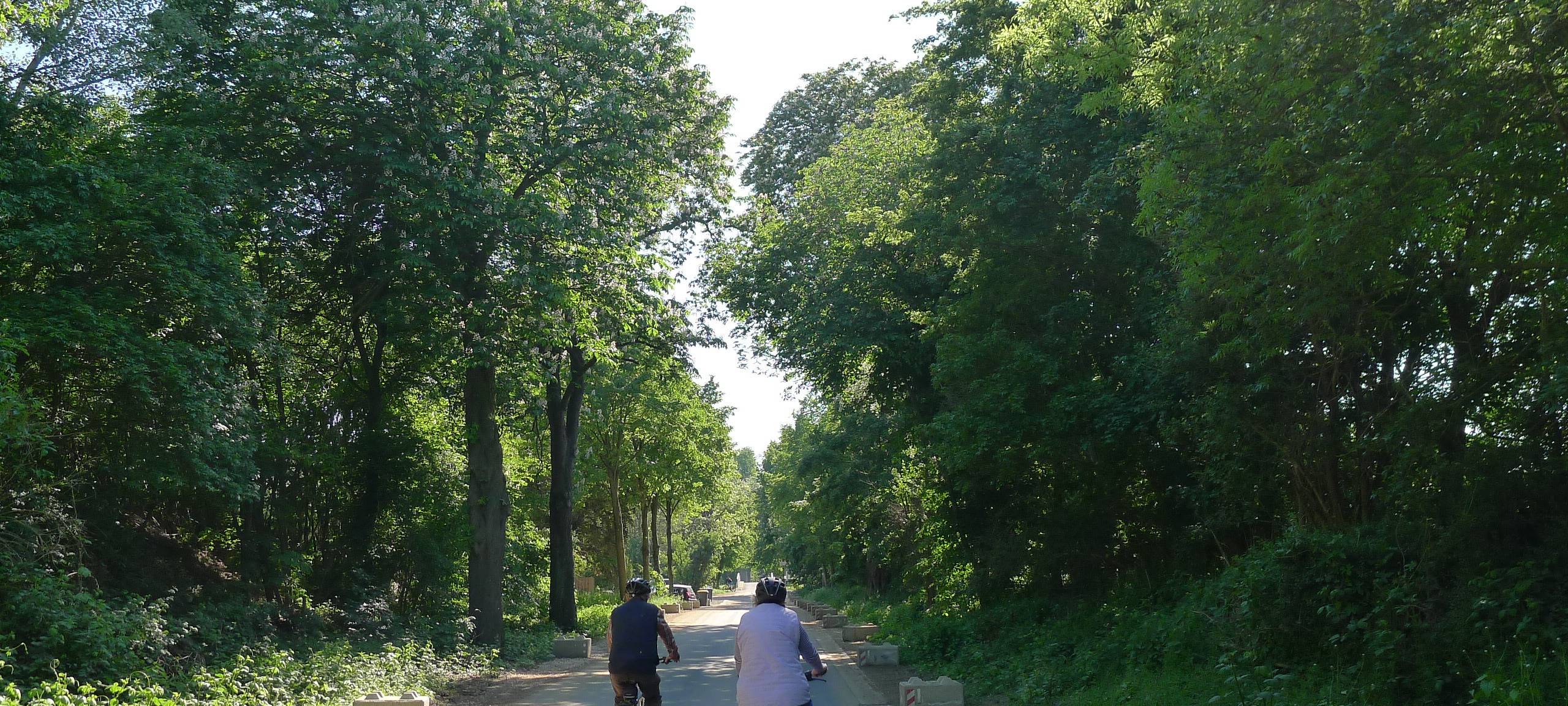 Bergheim: Bäume für historische Allee