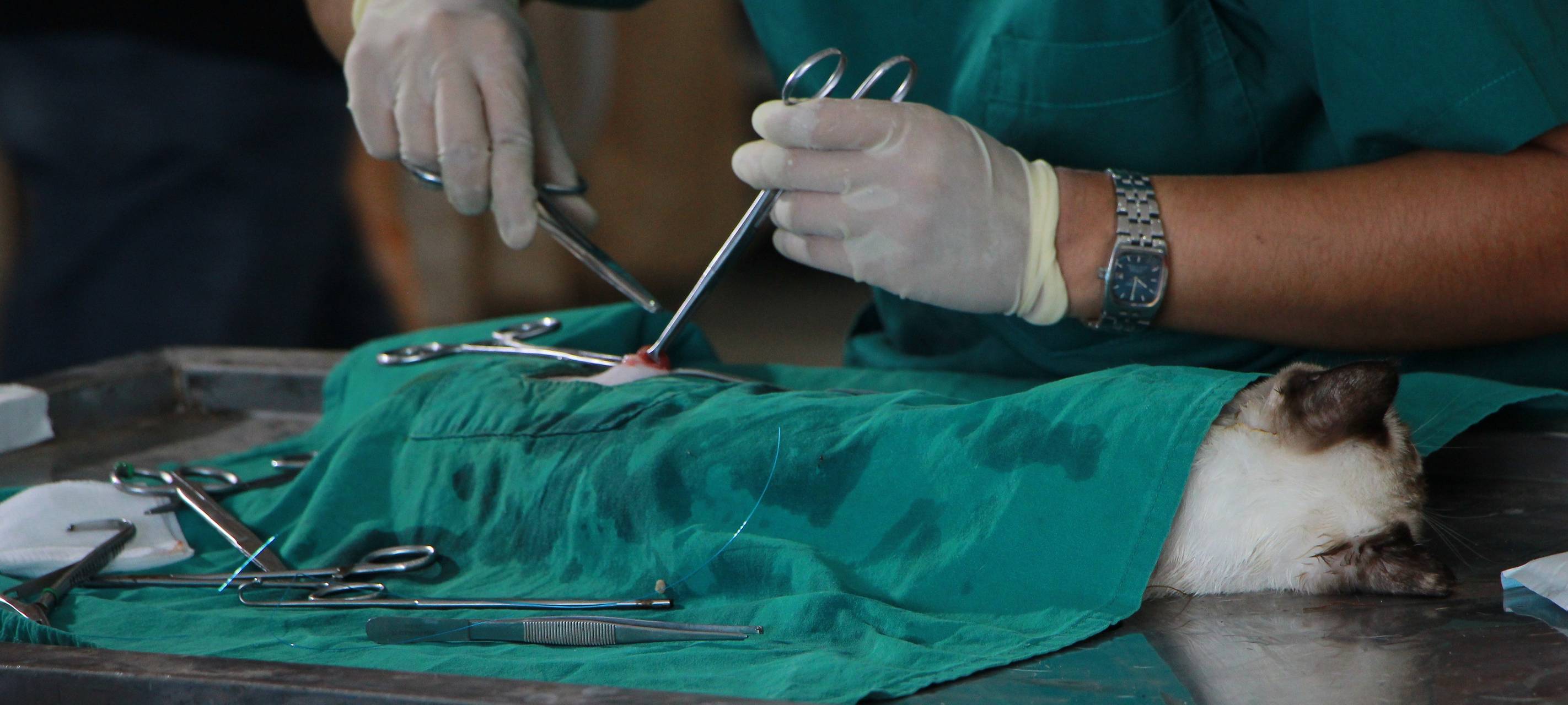 Pulheim: Tierklinik schafft nur noch weniger Notdienste