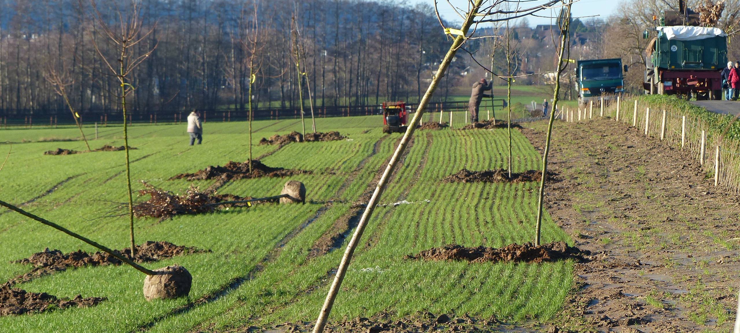 Pulheim: Neuanpflanzung in der Talsperre Sinthern