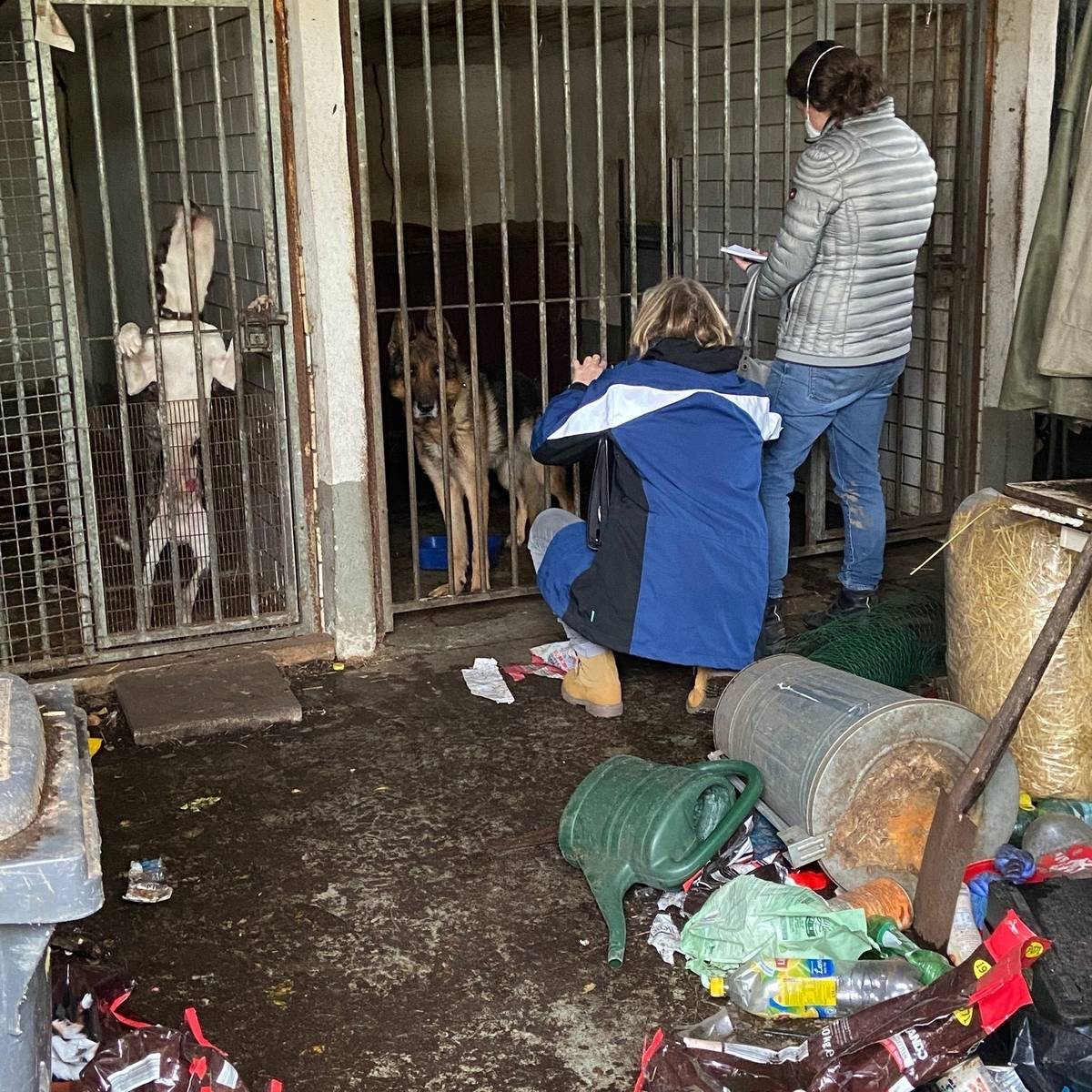 Köln: Verwahrloste Hunde befreit - Radio Erft