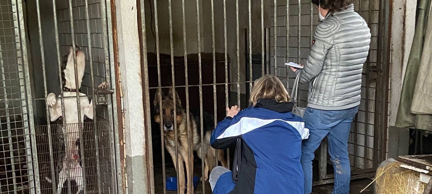 Köln: Verwahrloste Hunde befreit