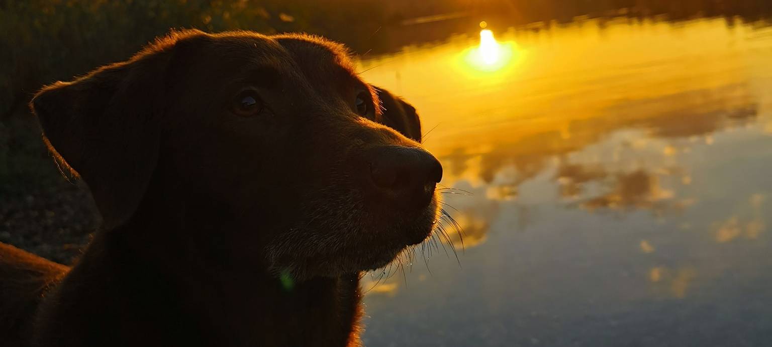 Pulheim: Unterschriften für einen Hundestrand