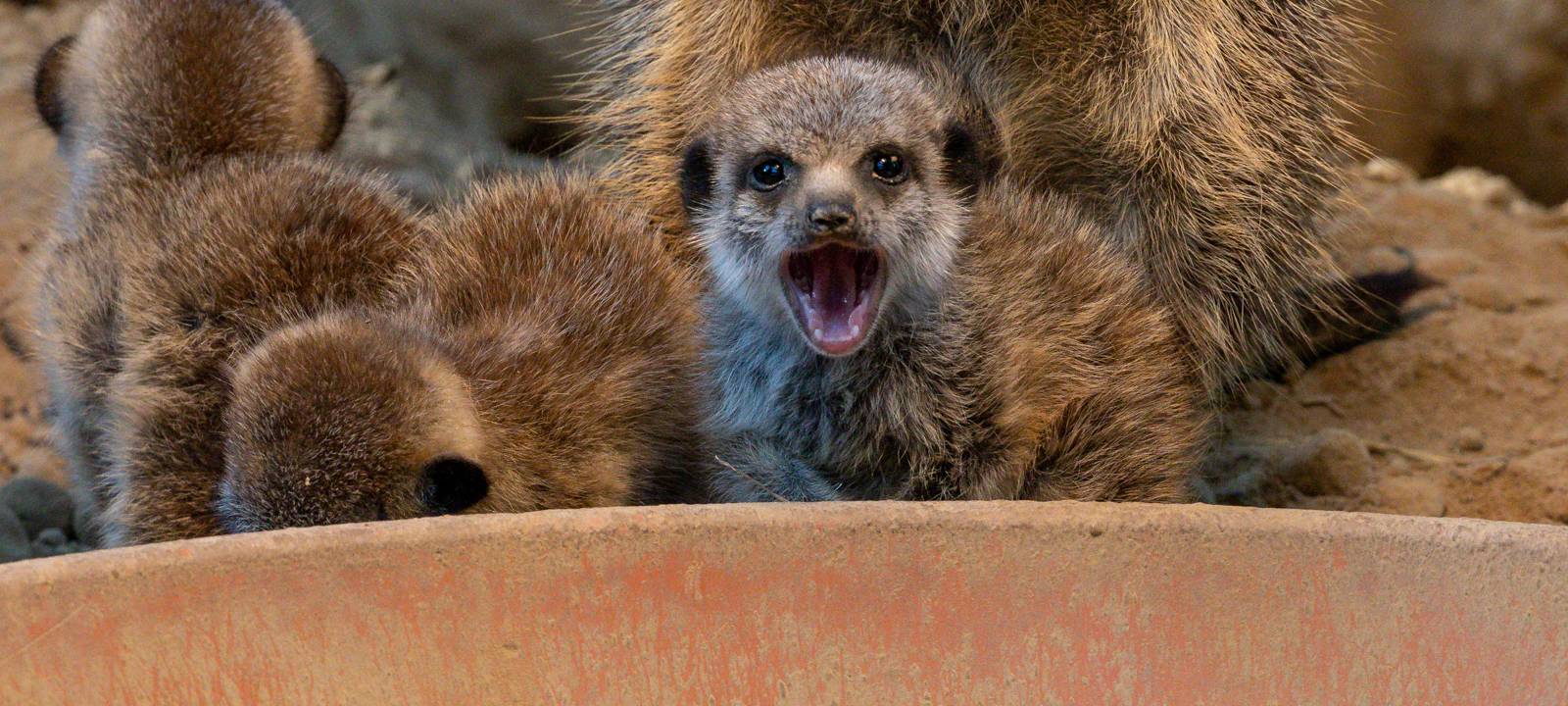 Köln: Zoo-Tiere vermissen Besucher