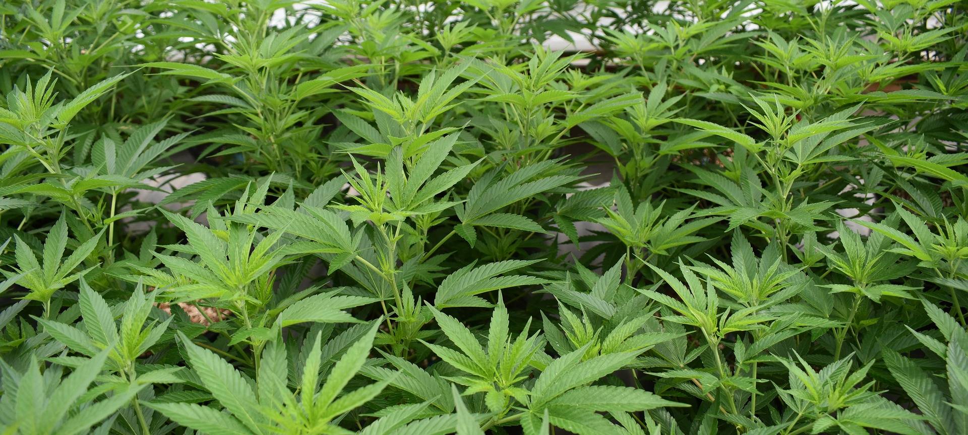 Bergheim: Cannabisplantage im Wald