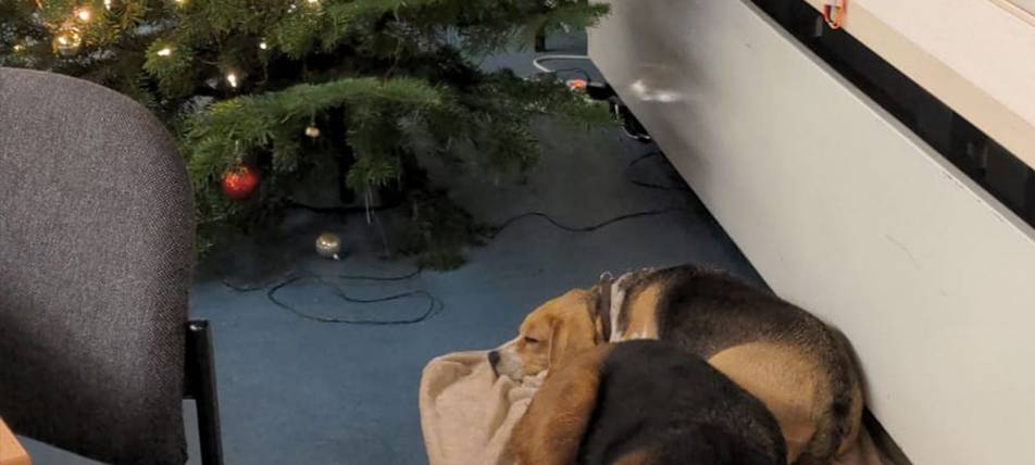 A4: Beagle auf der Autobahn unterwegs