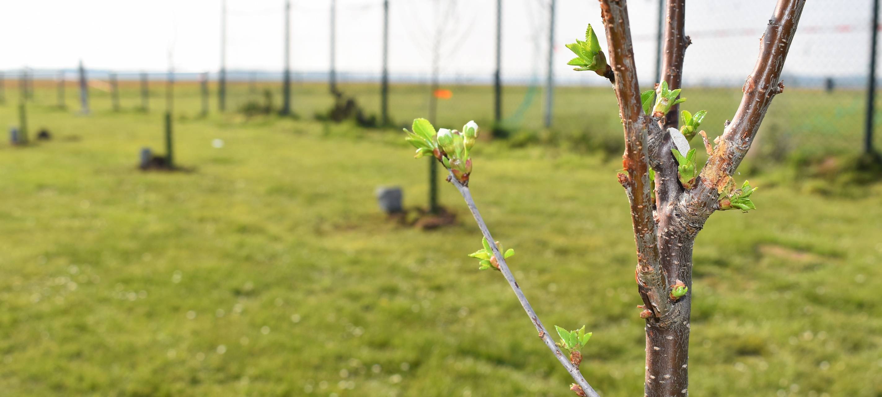 Elsdorf: Bäume für den Nachwuchs auf der Storchenwiese