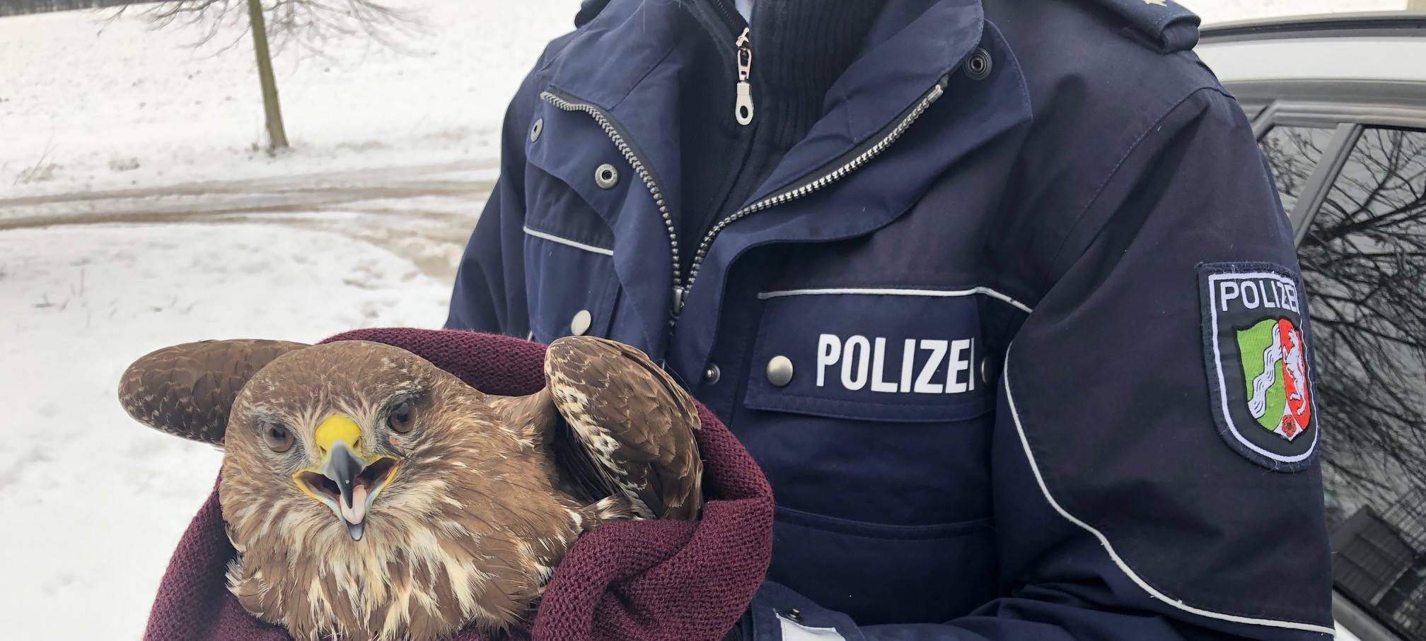 Passantin und Polizei retten Bussard