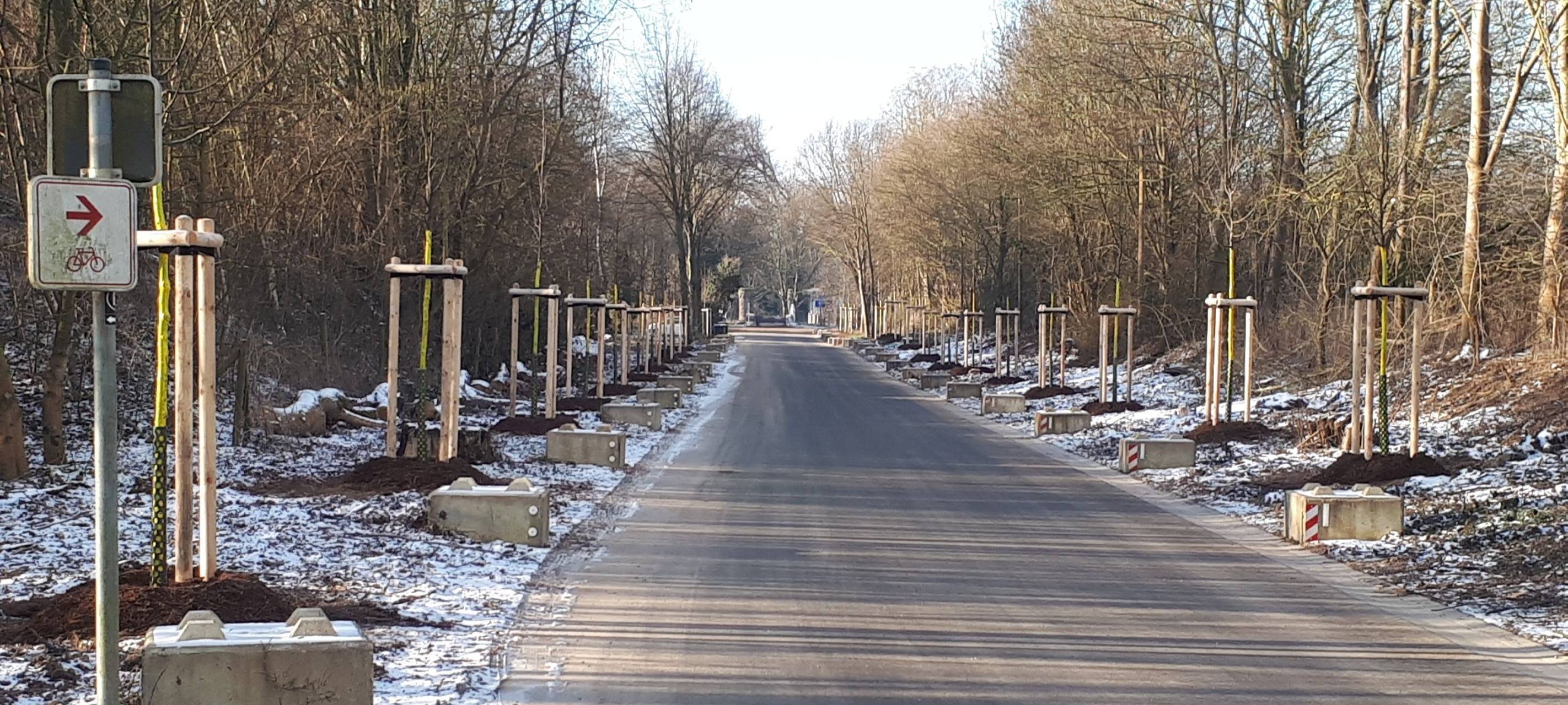 Bergheim: Neue Bäume für Kastanienallee