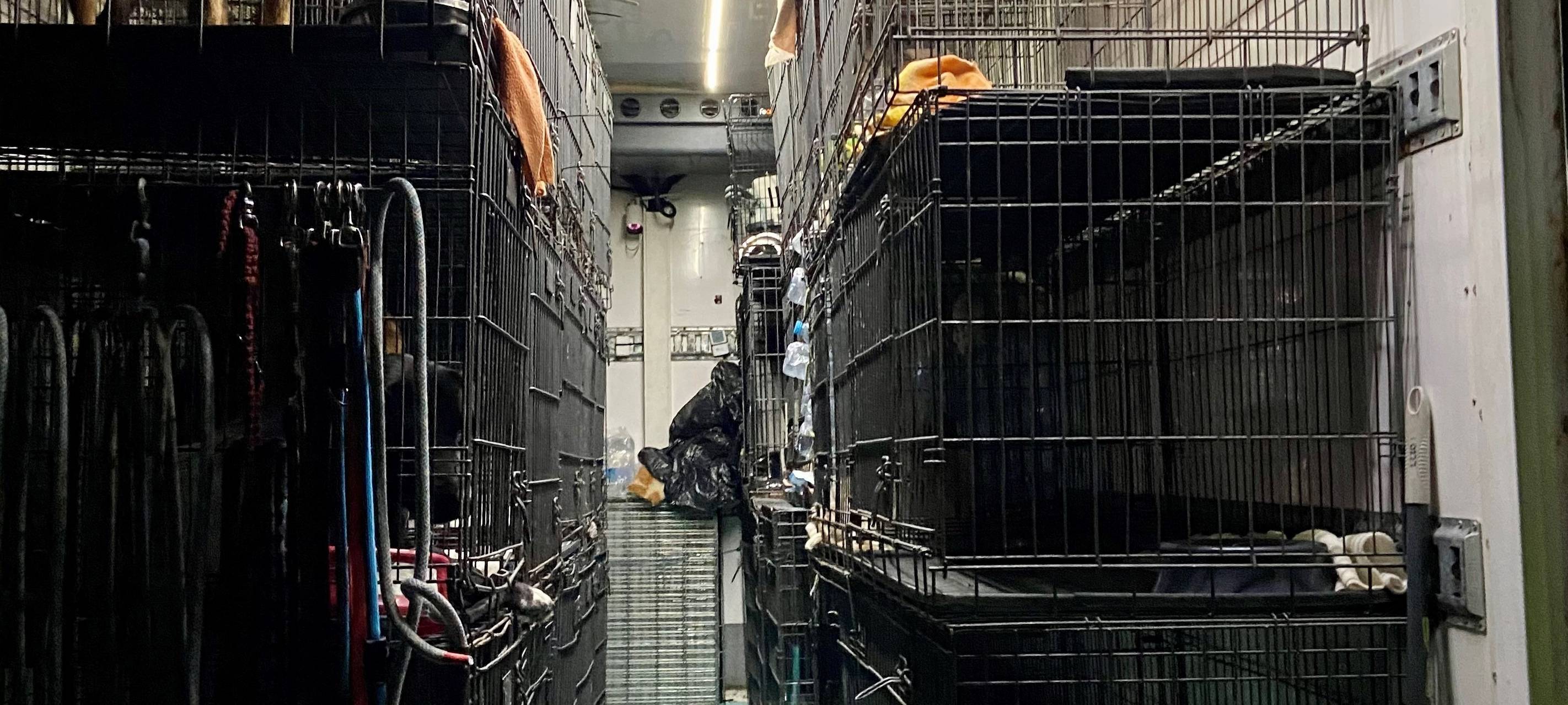 Köln: Illegaler Tiertransport gestoppt