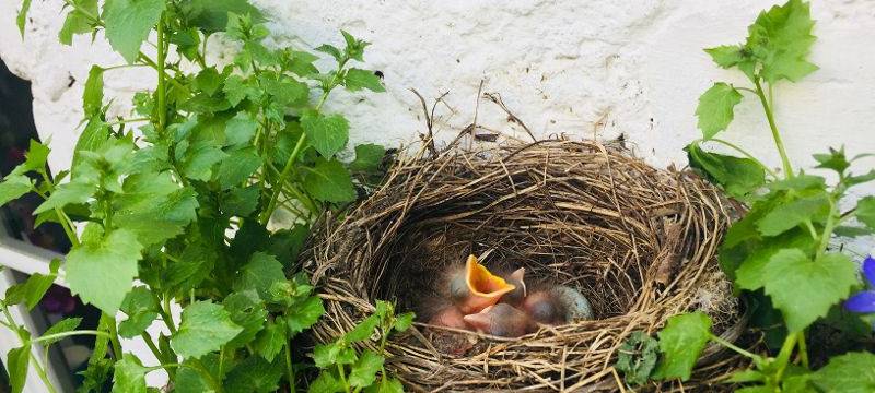 Brühl: 50 Nistkästen für Vögel gebaut