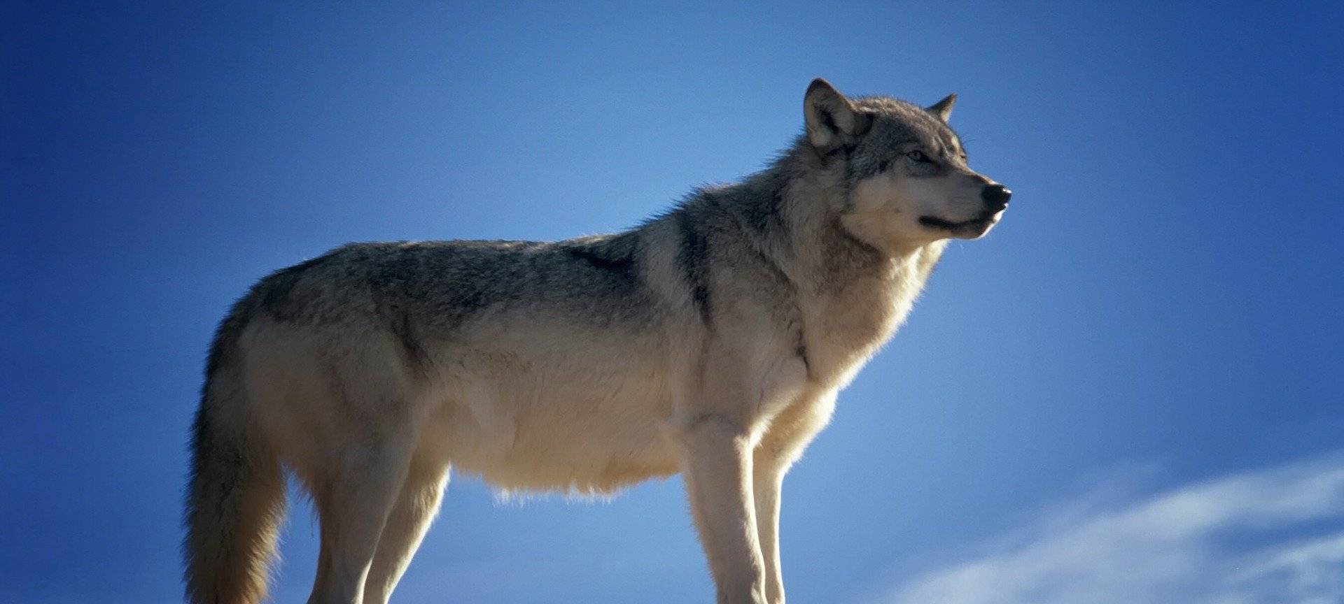 Erftstadt: Überfahrener Wolf auf der A61 kam aus Belgien