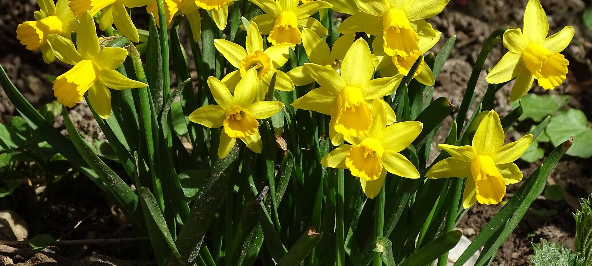 Bonn/Eifel: Kirsch- und Narzissenblüten kommen raus