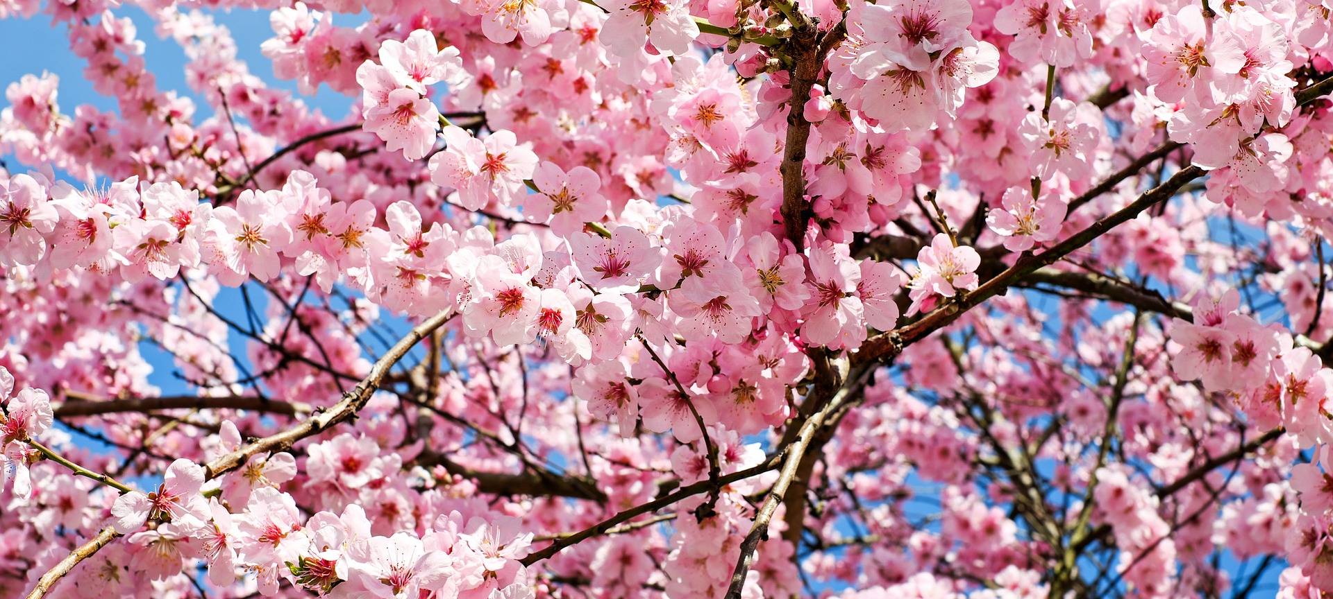 Bonn/Eifel: Kirsch- und Narzissenblüten kommen raus