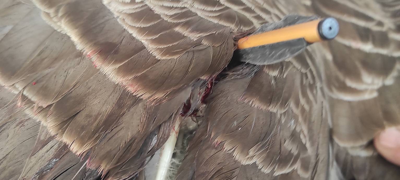 Bedburg: Gans im Schlosspark mit Armbrust verletzt