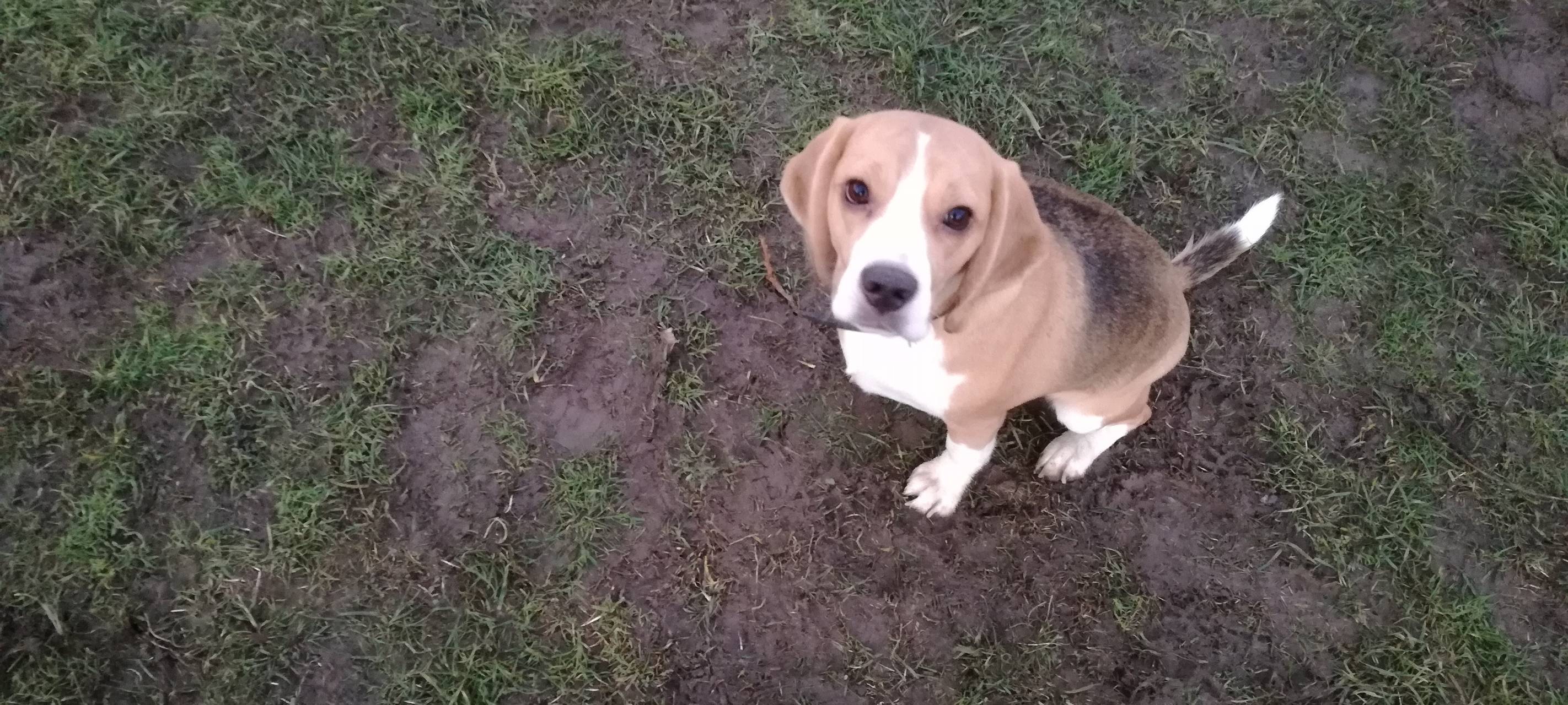 Der Beagle-Club: Hier dürfen nur Beagle rein.
