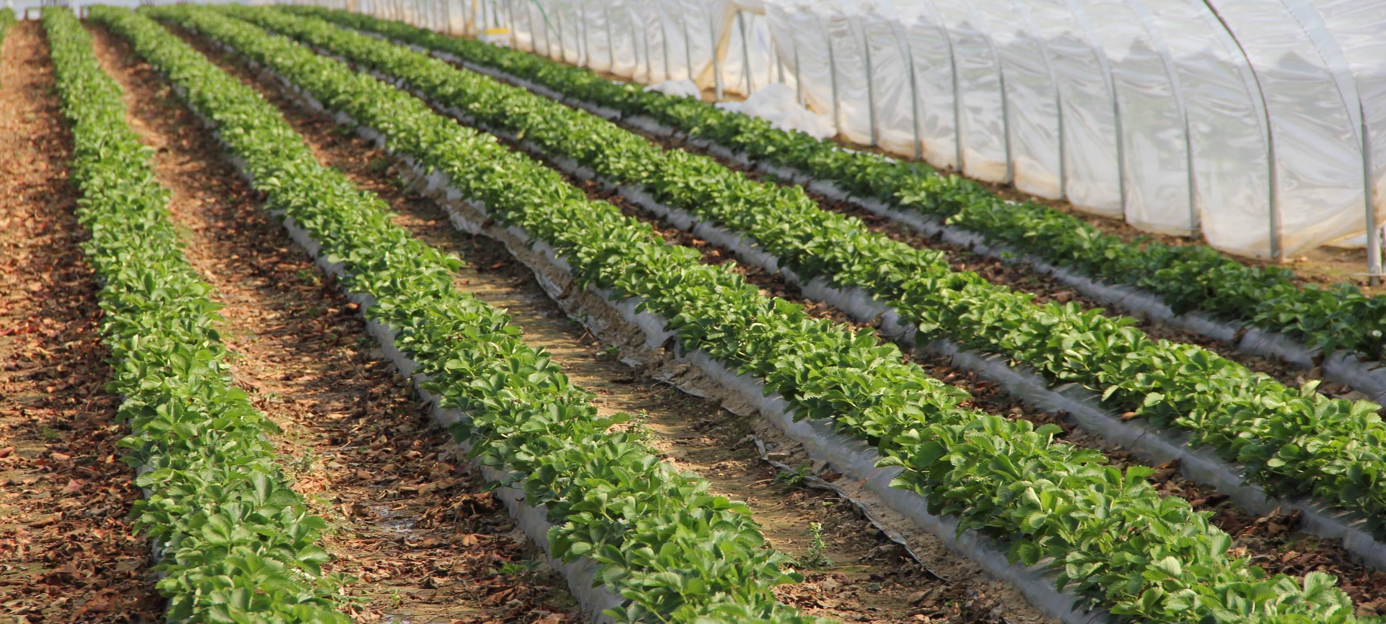 Rheinland: Obst- und Gemüsebauern fordern Hilfe