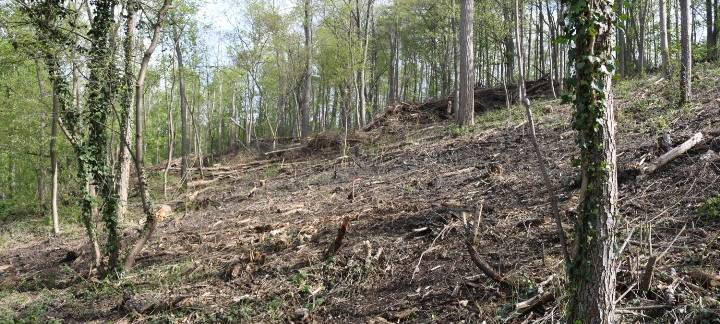 Brühl: "Wald der Zukunft" am Heider Bergsee