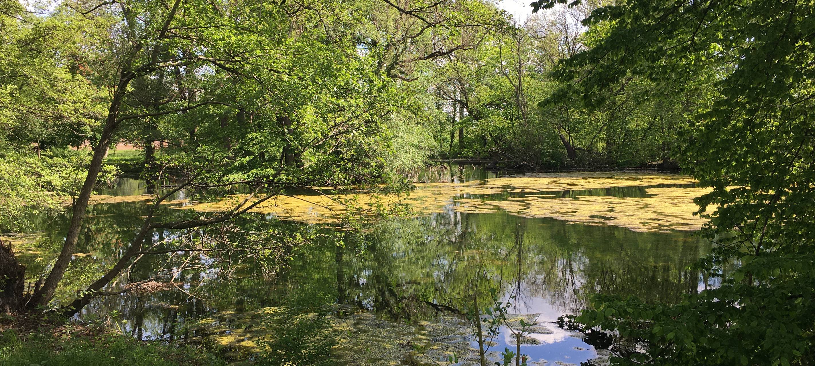 Wiedereröffnung vom Großen Inselweiher