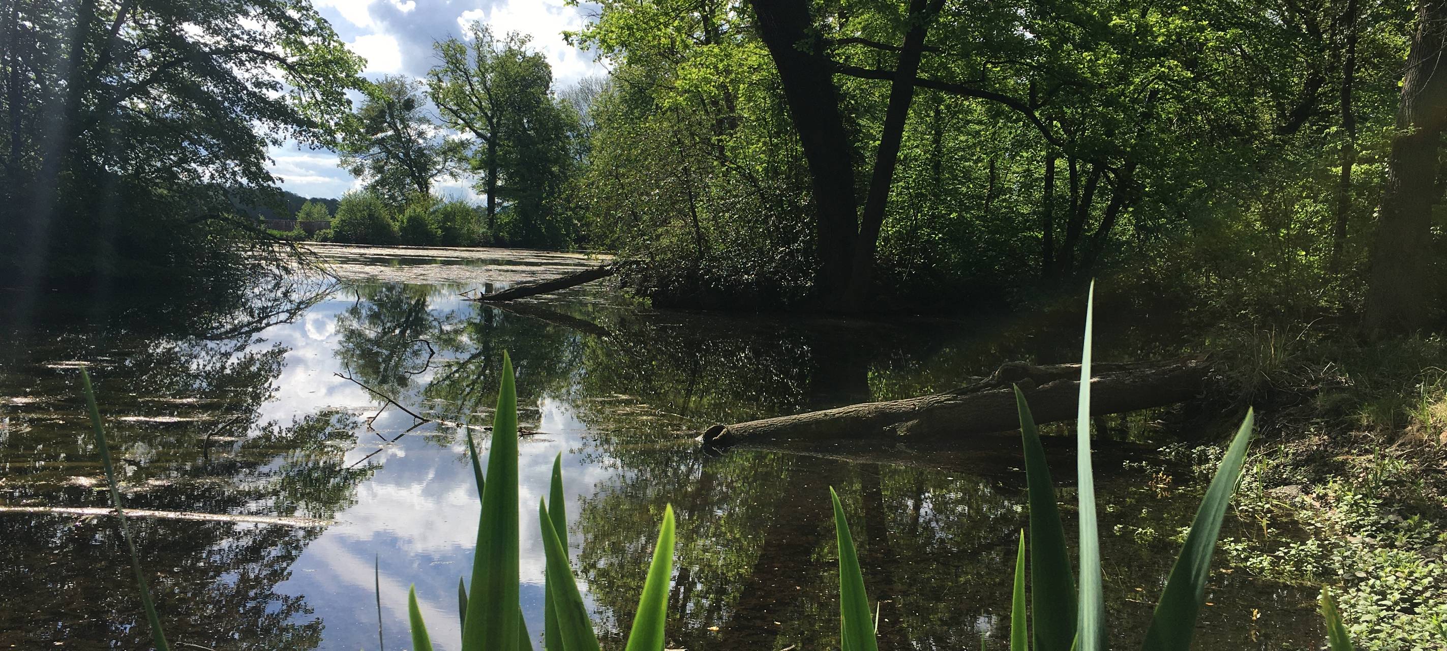 Wiedereröffnung vom Großen Inselweiher