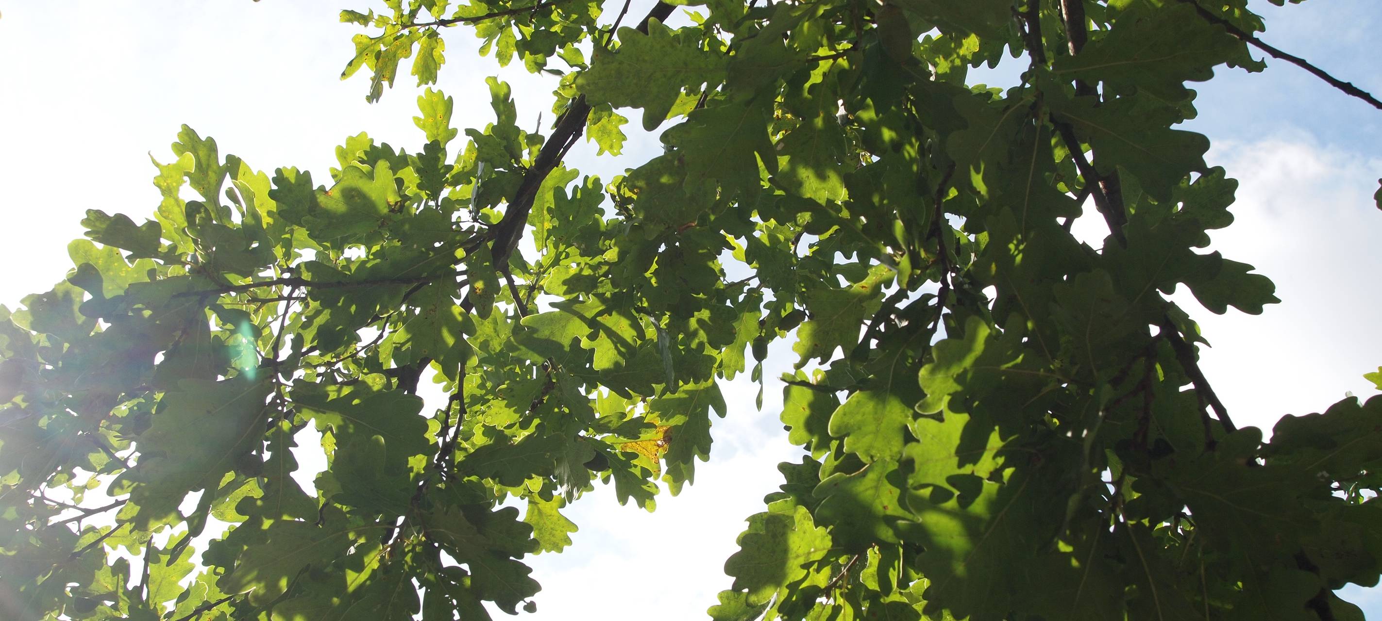 Kerpen: Autobahn GmbH will Allee "Baum des Jahres" erhalten
