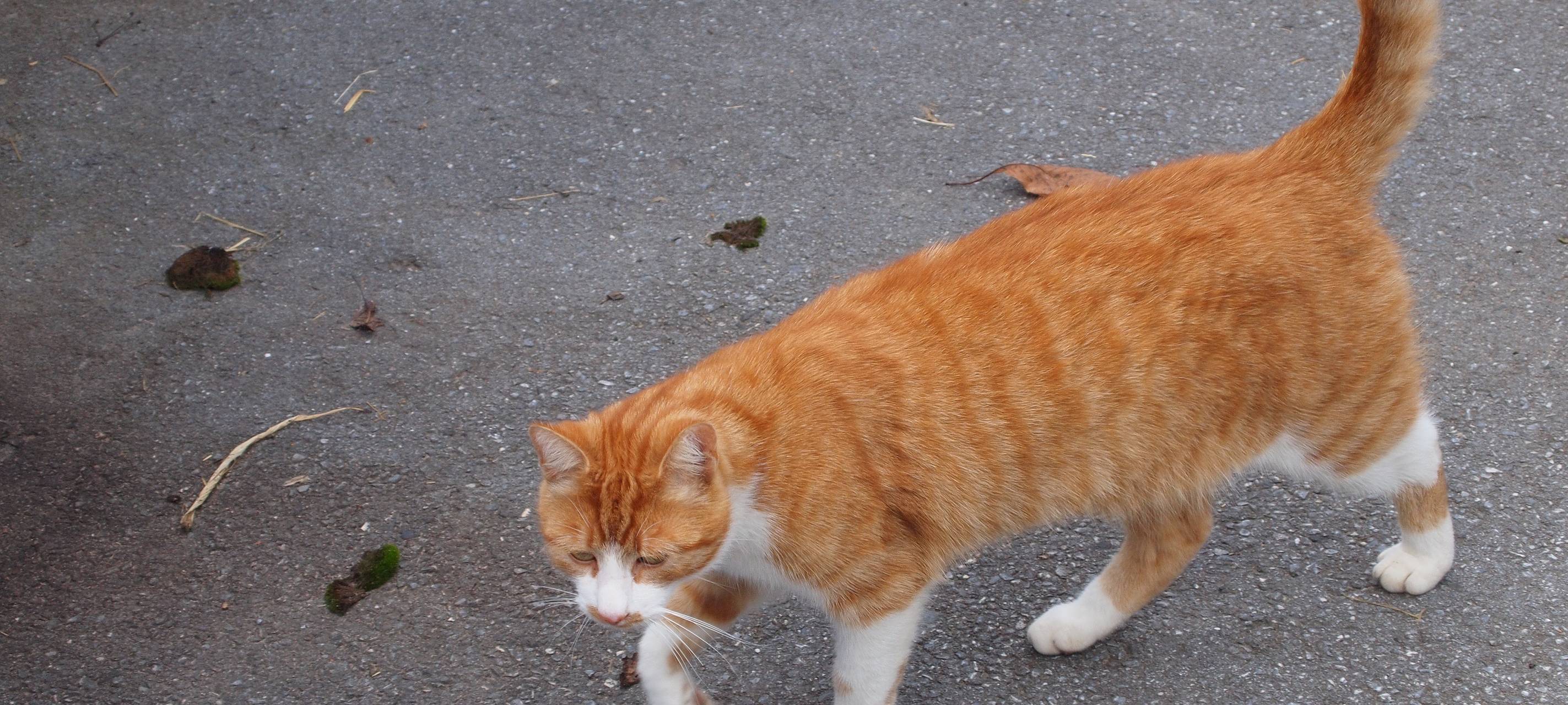 Rhein-Erft-Kreis: Zahl der kastrierten Streuner-Katzen steigt