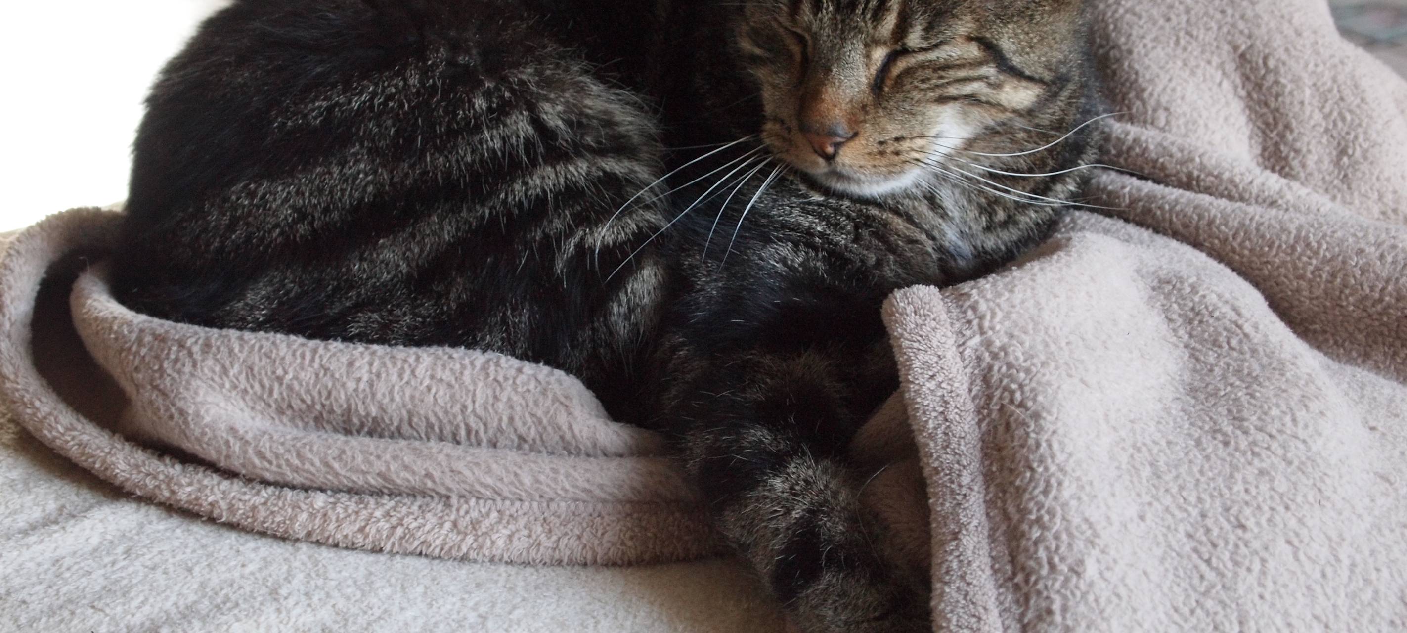 Kreis: Pflegeplätze für Katzen gesucht