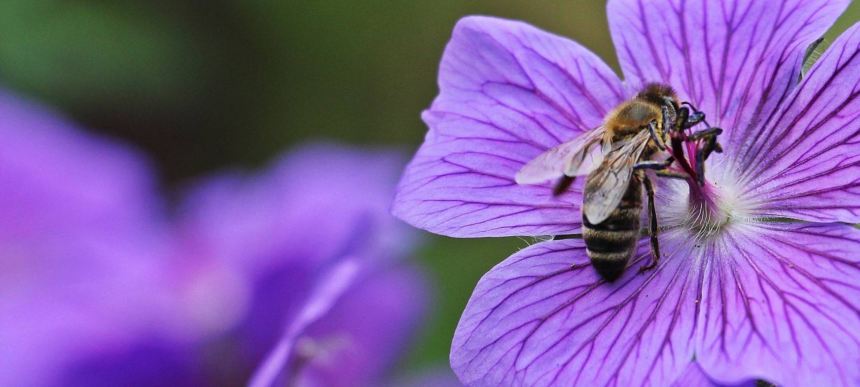 Brühl: Bunte Blumen für Bienen und Besucher