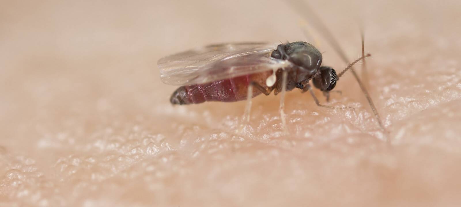 Die Kriebelmücke - ein beißender Blutsauger