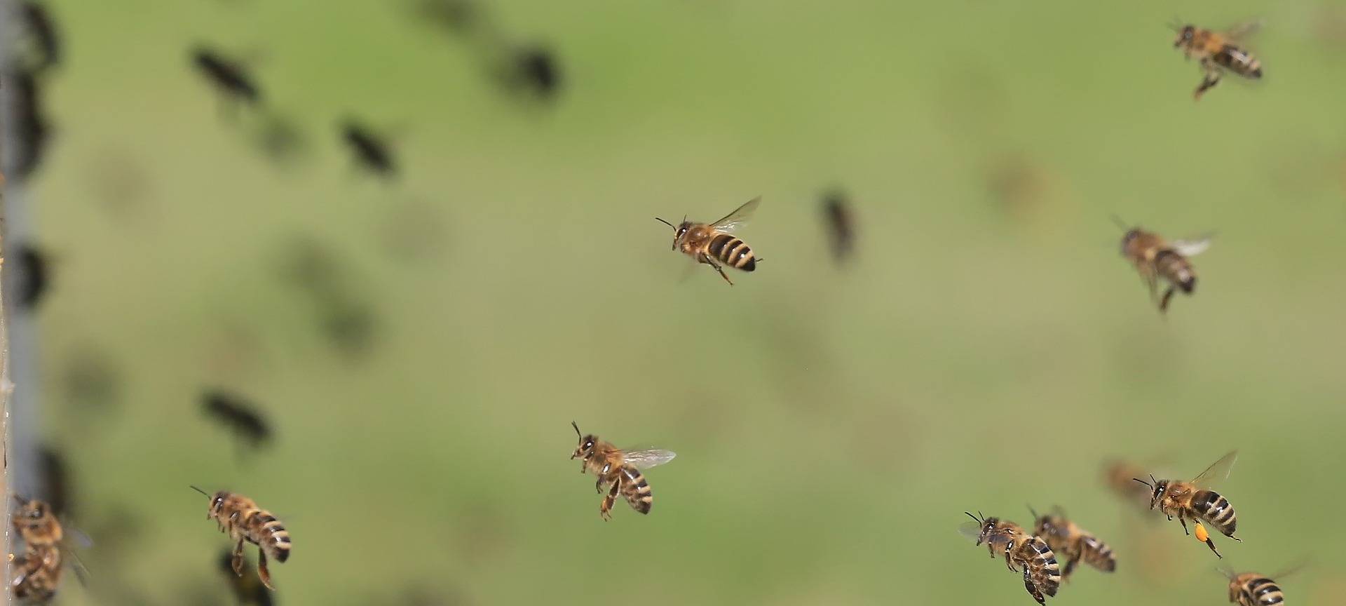 Kölner Landgericht: Bienen auf Balkon nur mit Erlaubnis