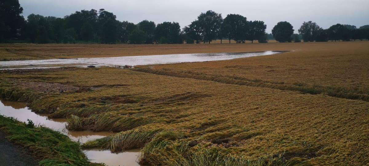 Rhein-Erft: Landwirtschaftskammer zieht erste Unwetterbilanz