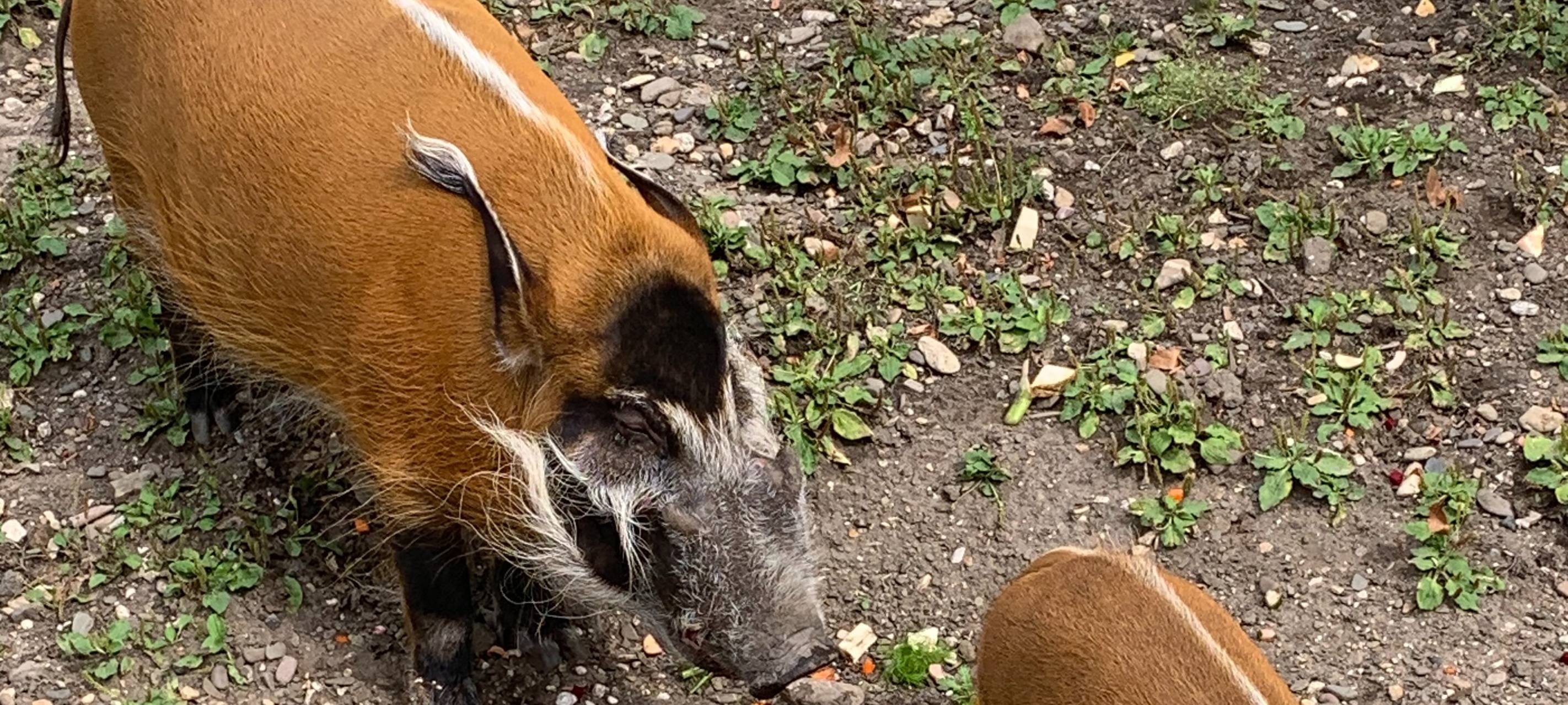 Köln: Nachwuchs bei den Pinselohrschweinen im Zoo