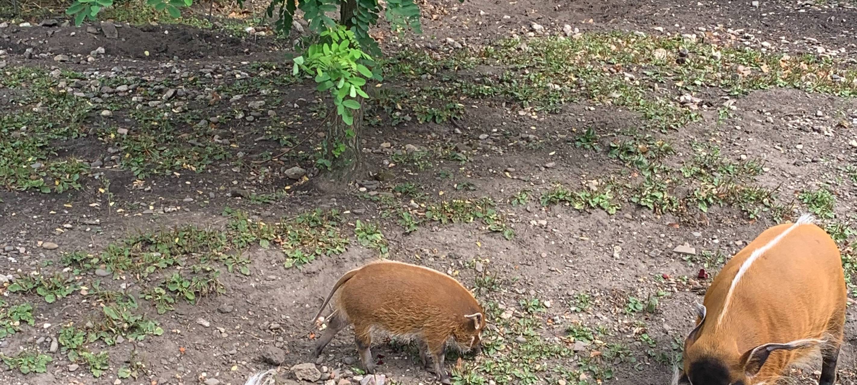 Köln: Nachwuchs bei den Pinselohrschweinen im Zoo