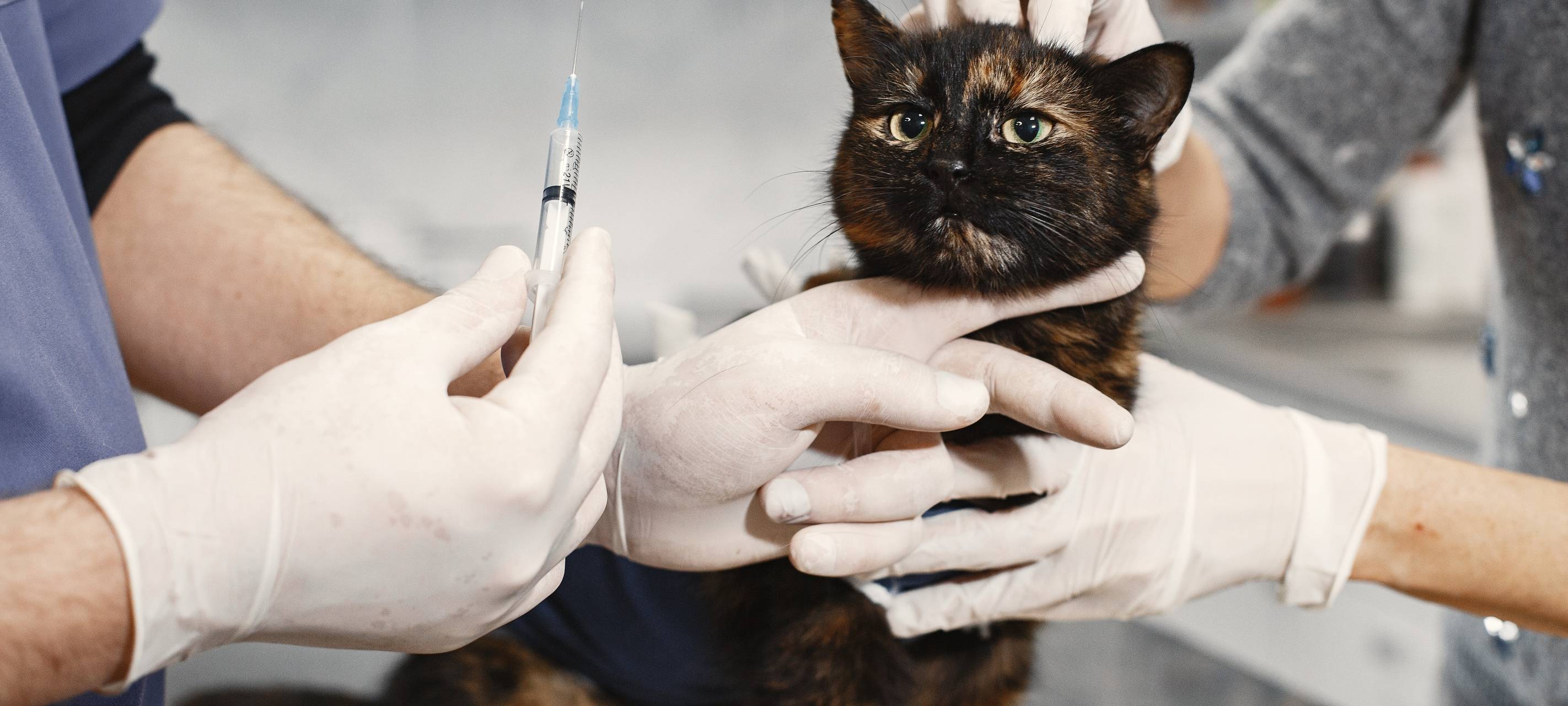 Rhein-Erft: Antibiotika-Regelung verunsichert Tierärzte