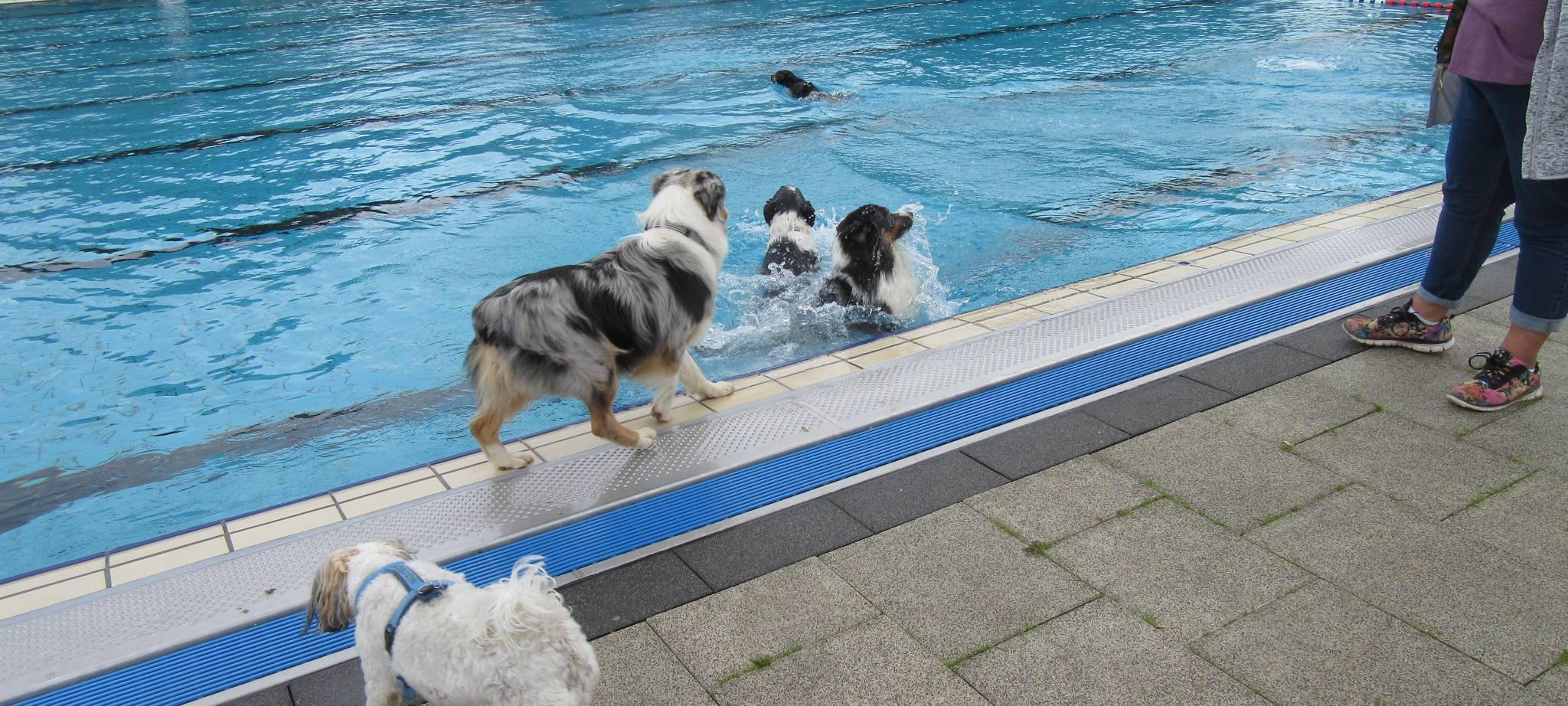Hundeschwimmen in Bedburg: Vierbeiner erobern das Freibad