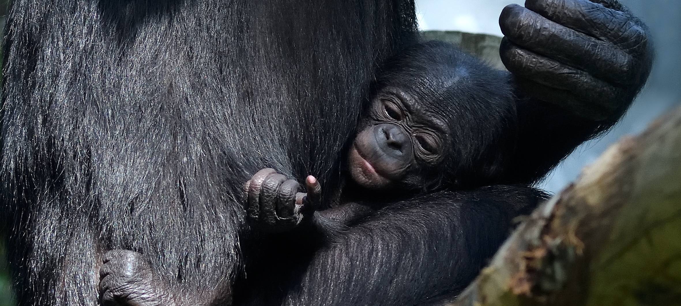 Köln: Nachwuchs bei den Bonobos